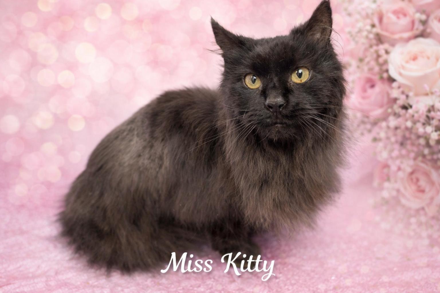 Miss Kitty-Gentle Soul in Progress, adoptable, Young Female Domestic Long Hair.