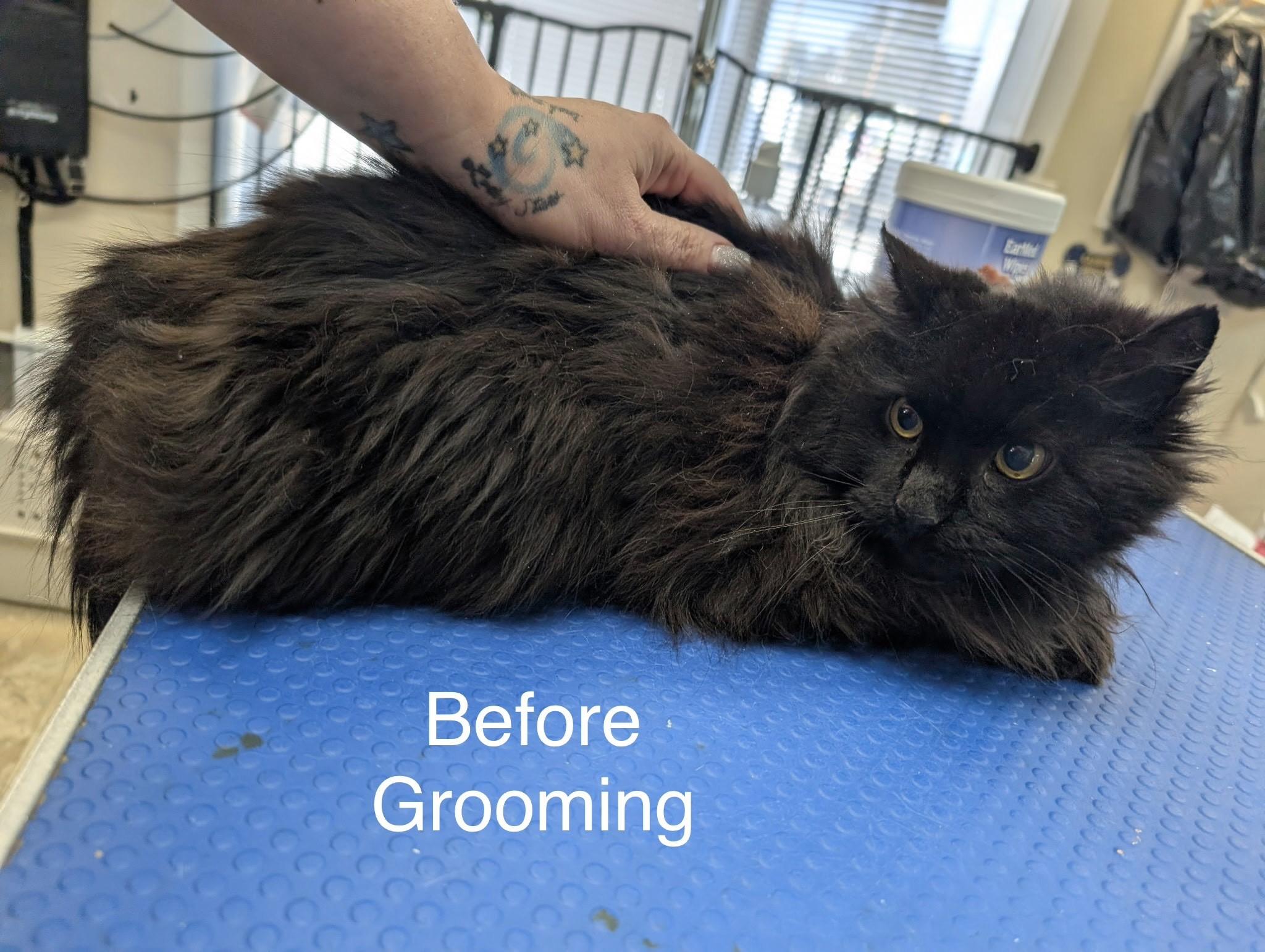 Miss Kitty-Gentle Soul in Progress, an adoptable Domestic Long Hair in Laurel, MD image 4/4