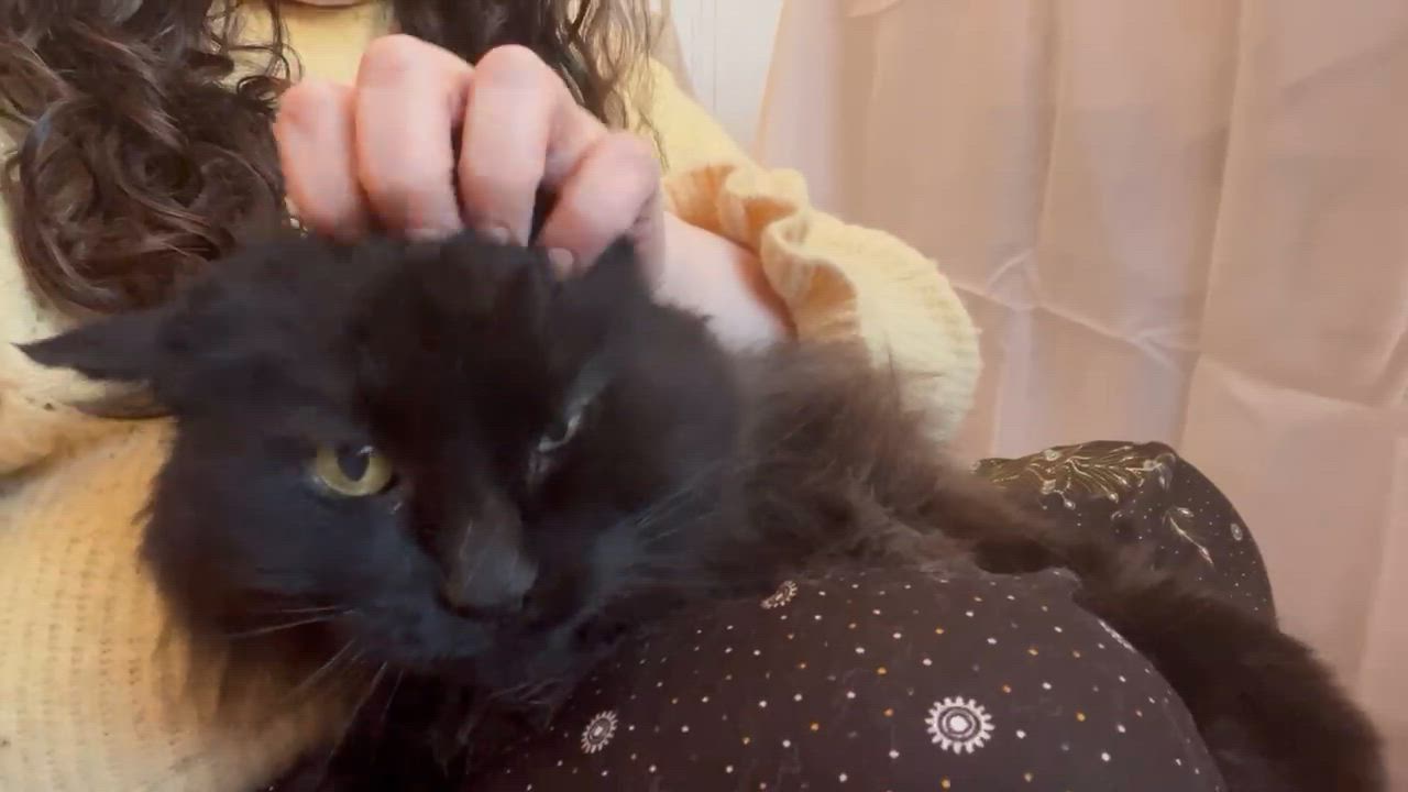 Enlarge Miss Kitty-Gentle Soul , an adoptable Domestic Long Hair in Laurel, MD video 5/5