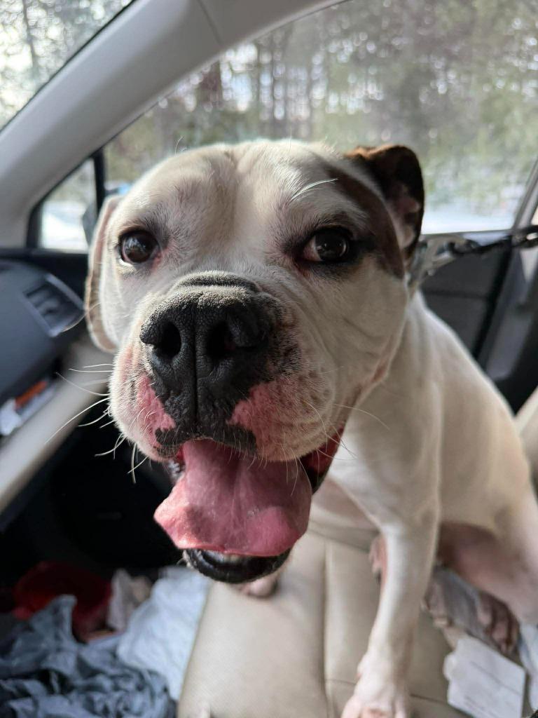 Bunker, Adoptable, Adult Male English Bulldog.