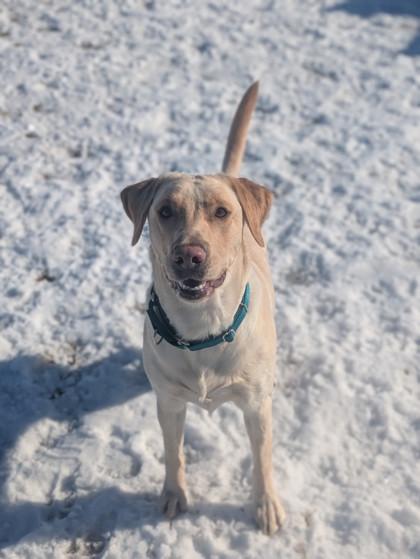 Enlarge Zeus, a Adoptable Labrador Retriever in Neenah, WI image 1/3