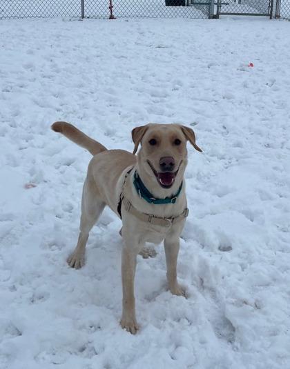 Enlarge Zeus, a Adoptable Labrador Retriever in Neenah, WI image 2/3