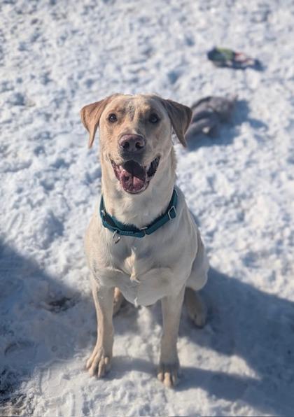 Zeus, Adoptable, Young Male Labrador Retriever.