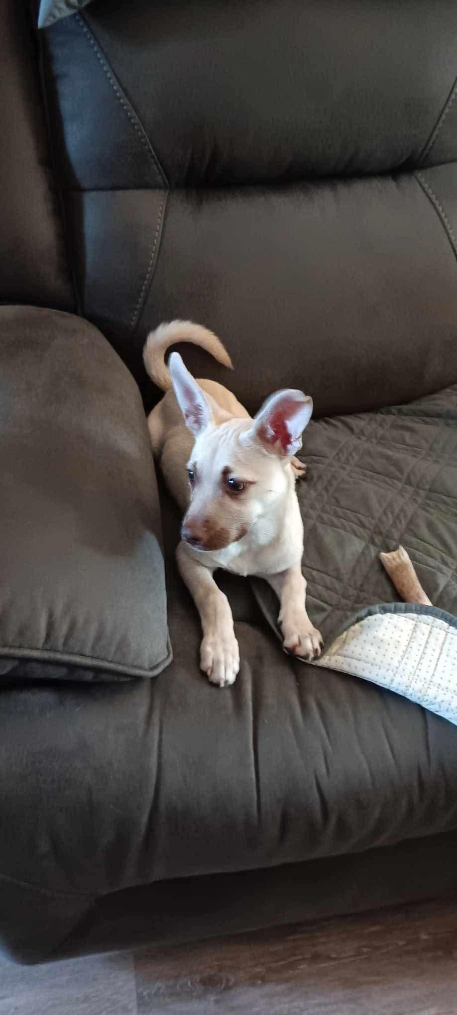 Atlas, Baby Male Pug