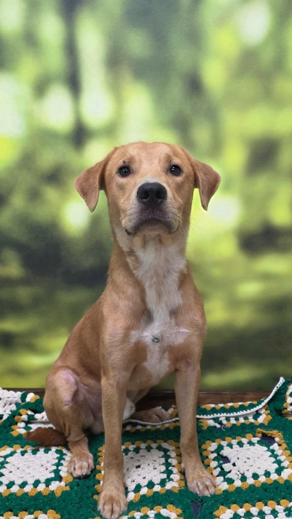 Enlarge Noah, a Adoptable mixed breed in Little Rock, AR image 1/1