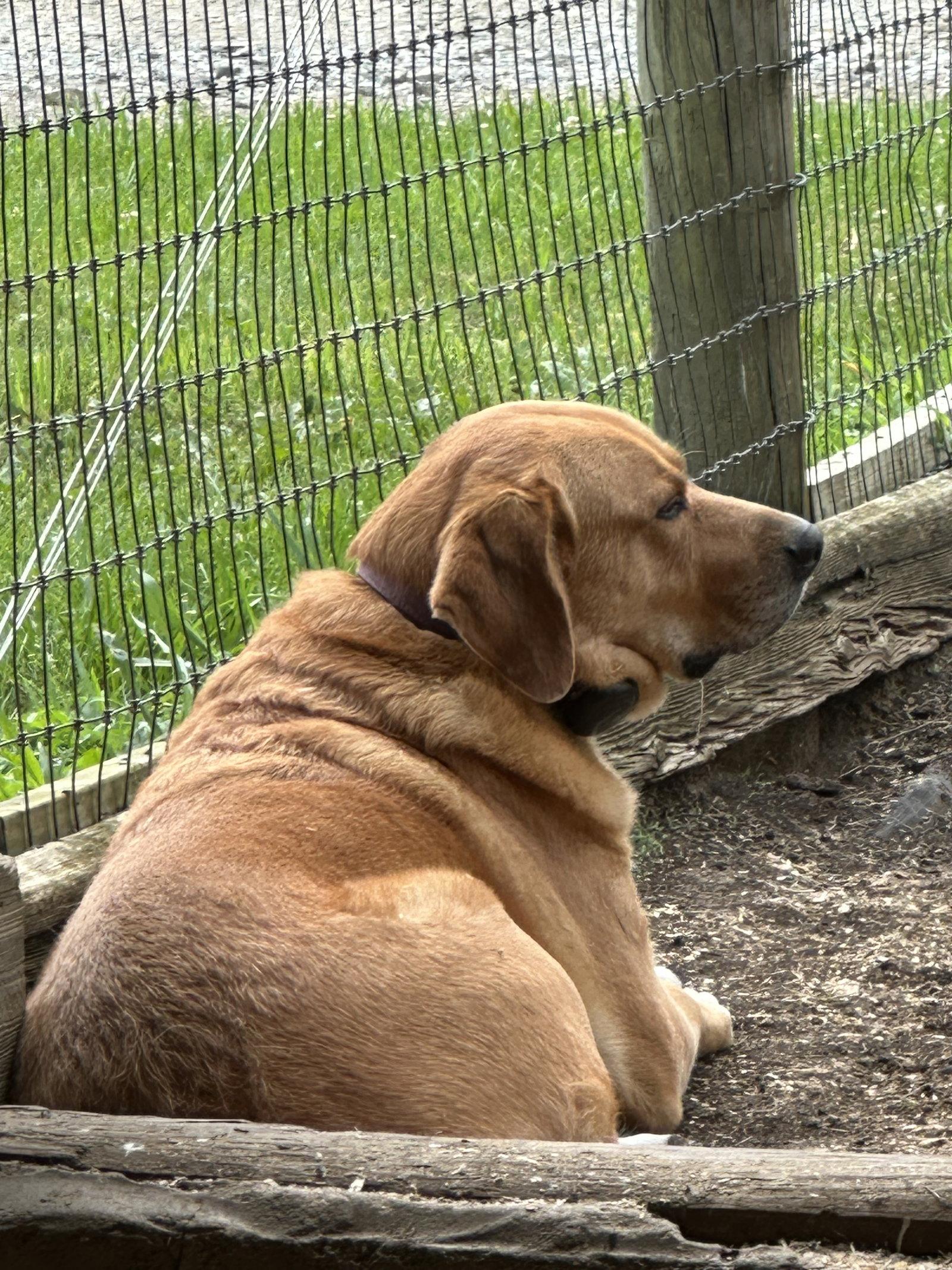 Charlie, Adoptable, Adult Male Labrador Retriever.
