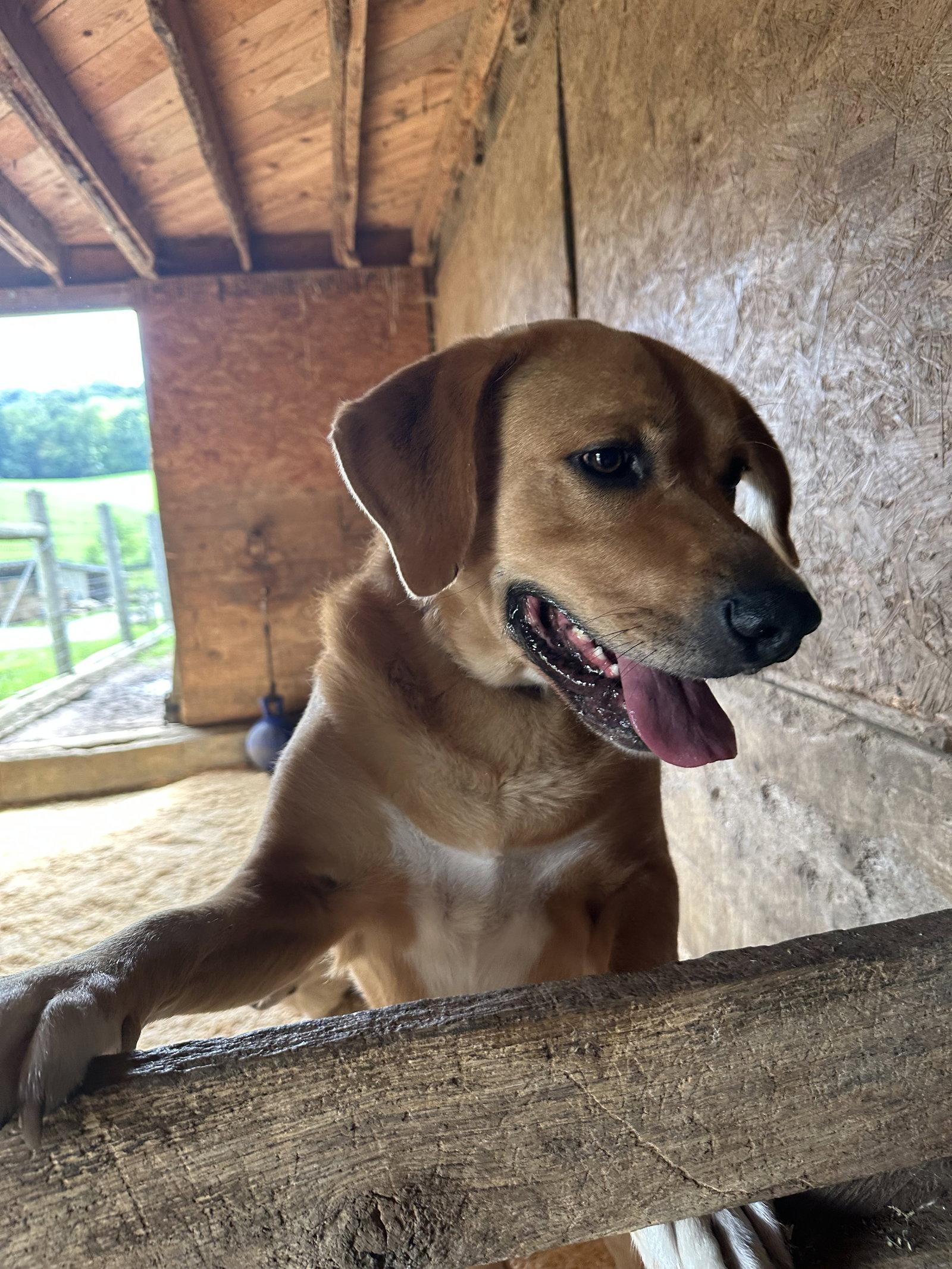 Enlarge Charlie, a Adoptable Labrador Retriever in Mouth Of Wilson, VA image 2/3