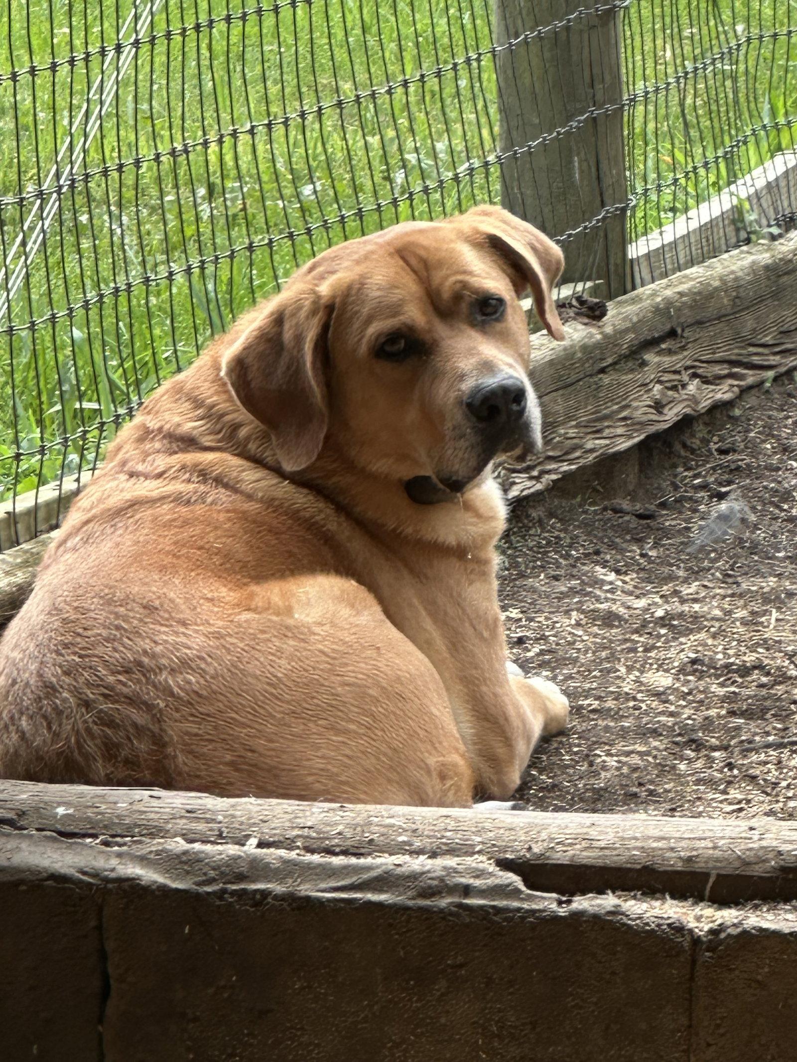 Enlarge Charlie, a Adoptable Labrador Retriever in Mouth Of Wilson, VA image 3/3