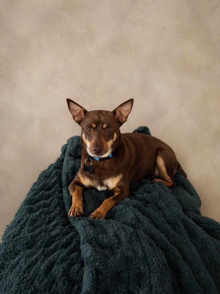 Enlarge Packrat, a Adopted Miniature Pinscher in Hardeeville, SC image 1/1