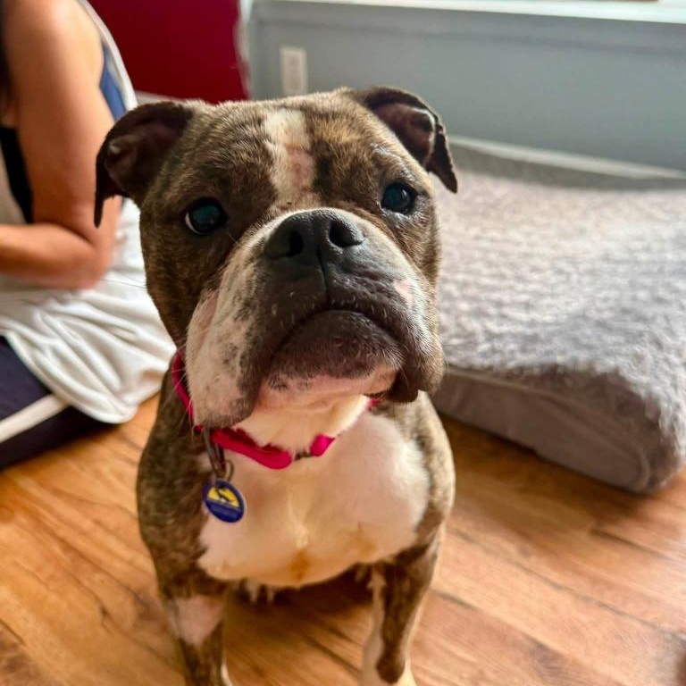 Endora, adoptable, Adult Female Mixed Breed & Bulldog.