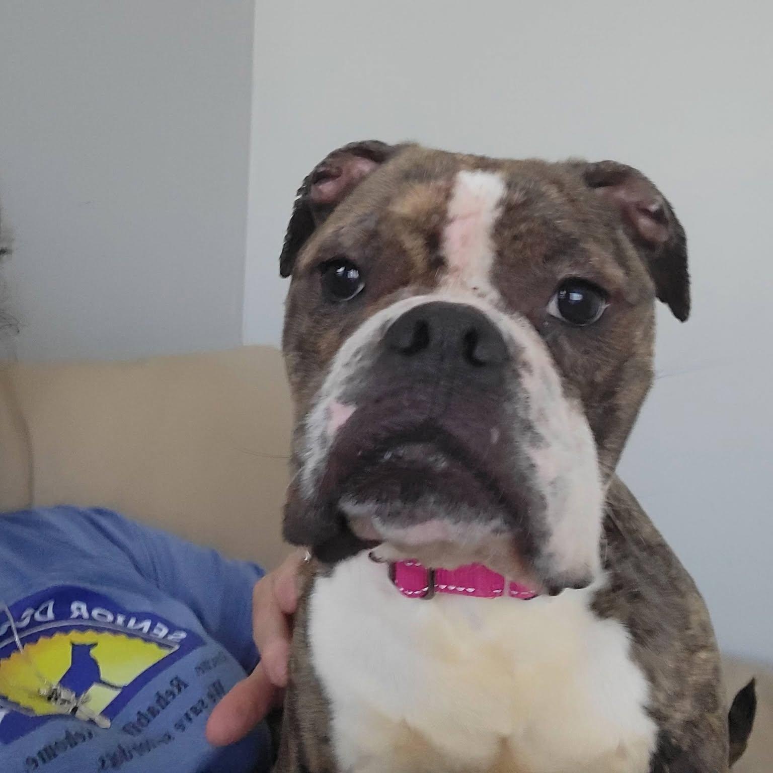 Endora, an adoptable mixed breed in Severn, MD image 4/6