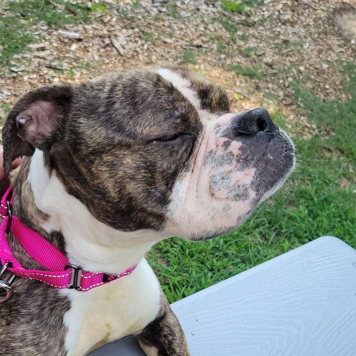 Endora, an adoptable mixed breed in Severn, MD image 3/6