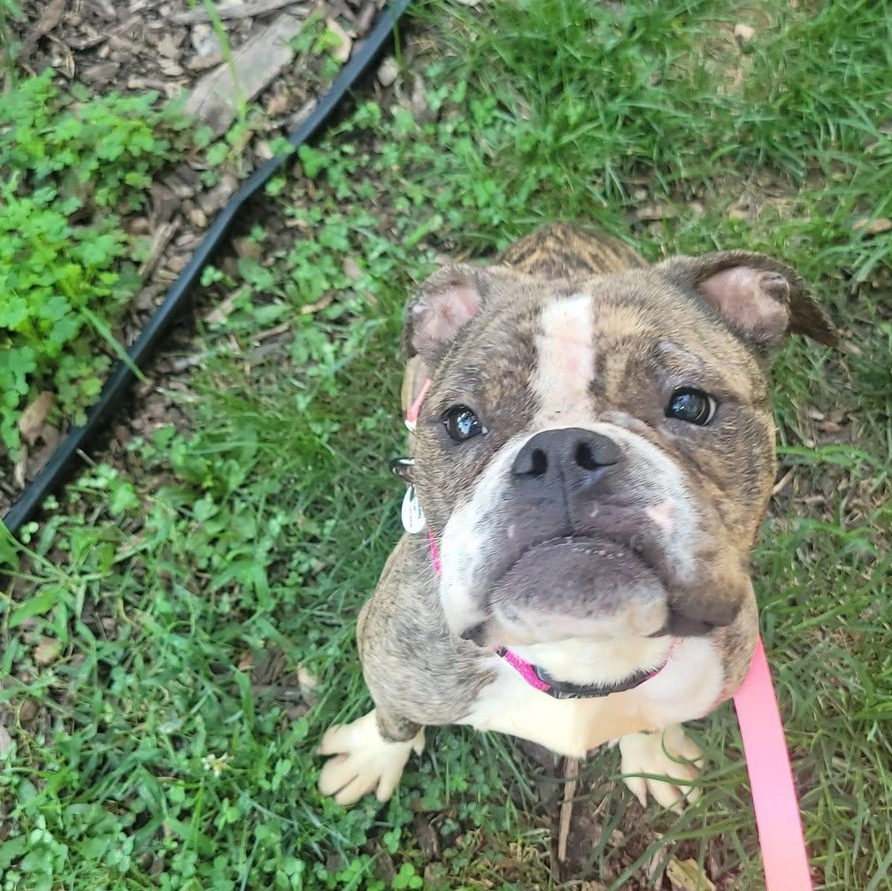 Endora, an adoptable mixed breed in Severn, MD image 2/6