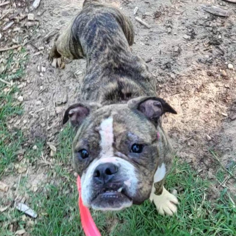 Endora, an adoptable mixed breed in Severn, MD image 5/6