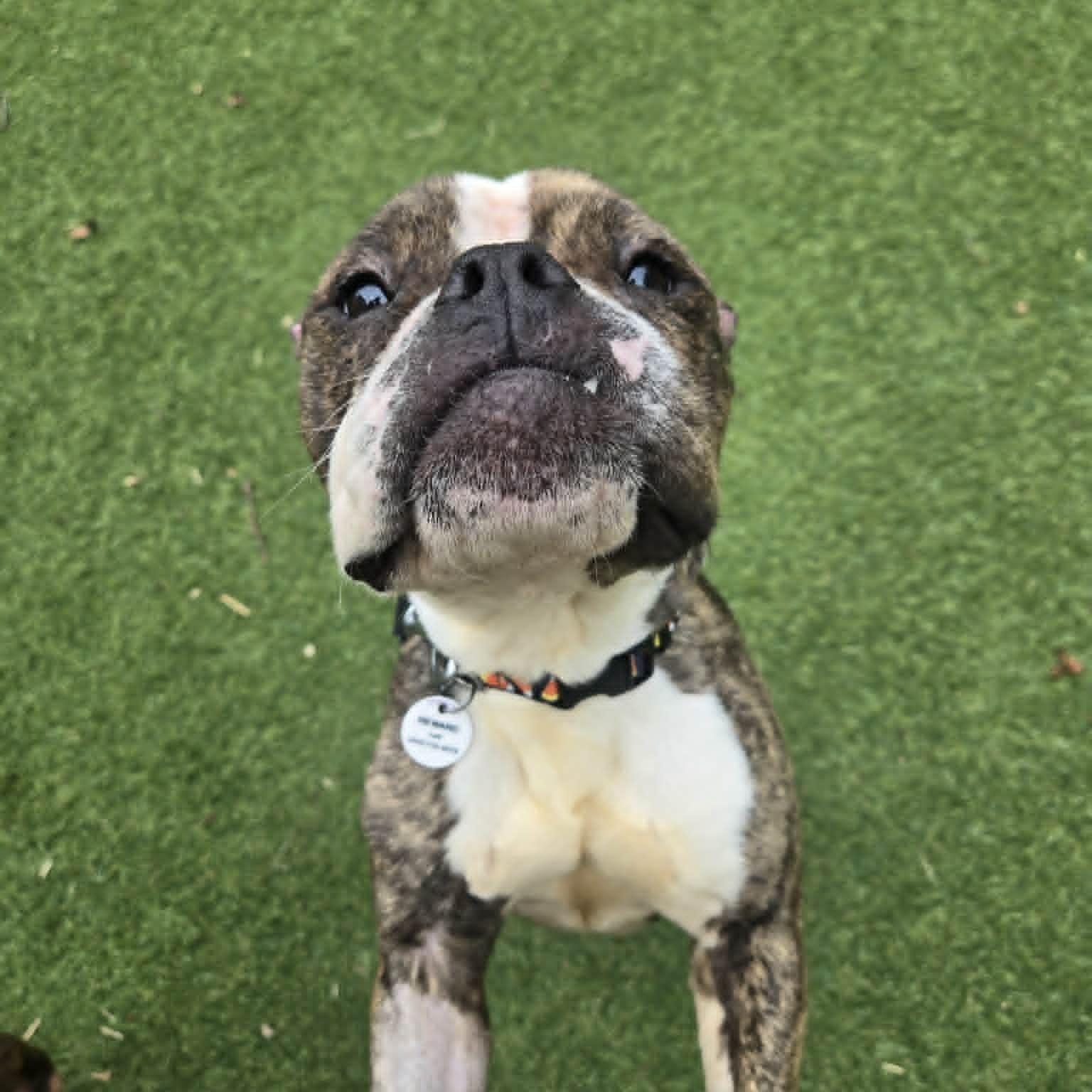 Endora, an adoptable mixed breed in Severn, MD image 6/6