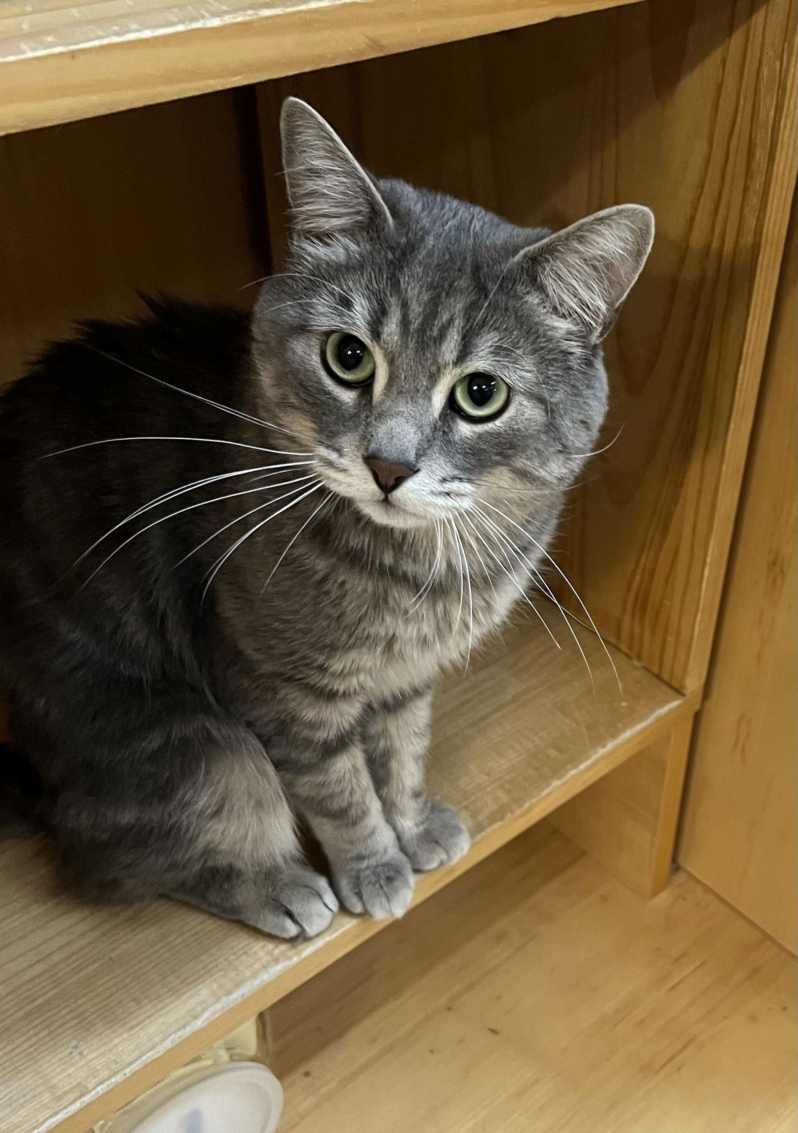 Grayson, Adoptable, Young Male Domestic Short Hair.