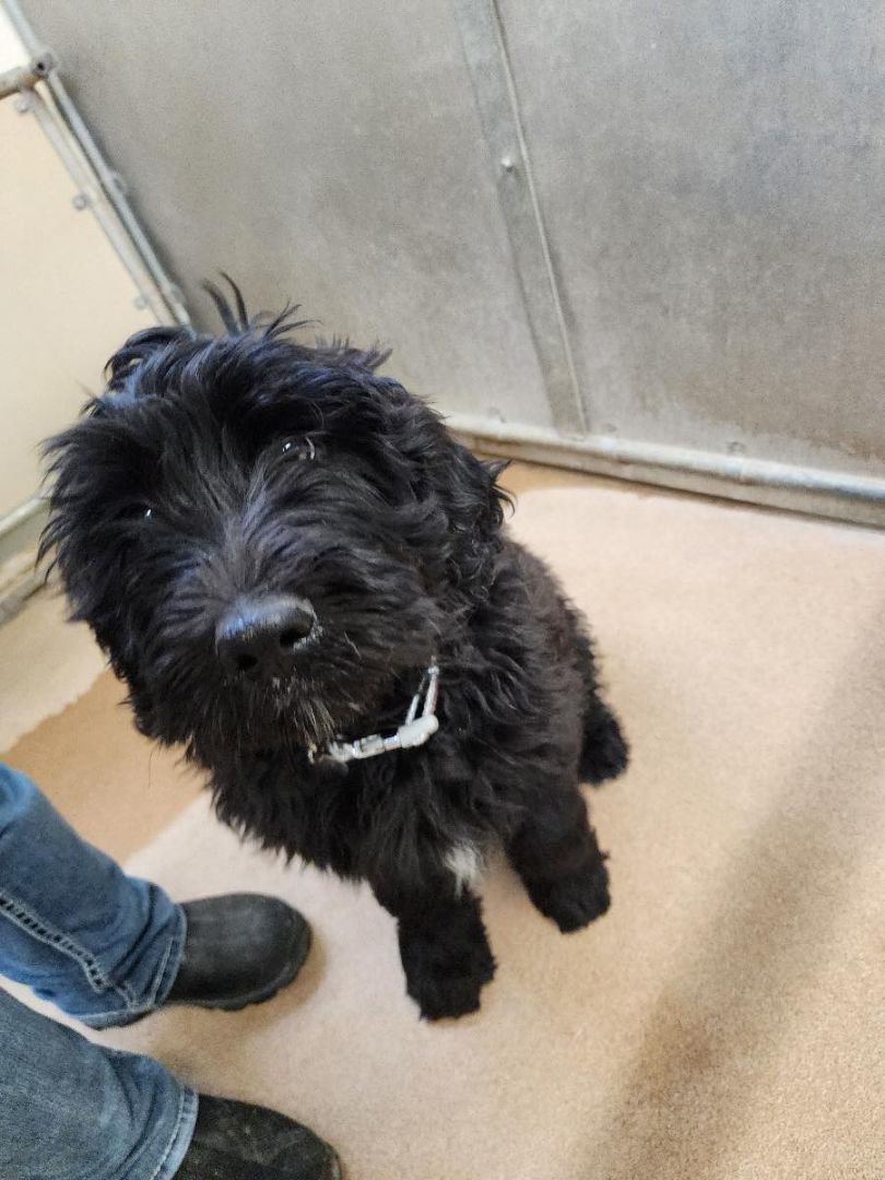 Enlarge Soot Sprite , a Adopted Bernedoodle in Orem, UT image 1/1