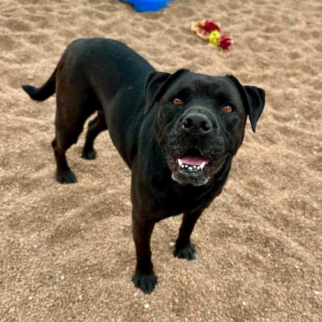 Mistiana, Adoptable, Adult Female English Bulldog & Pit Bull Terrier.