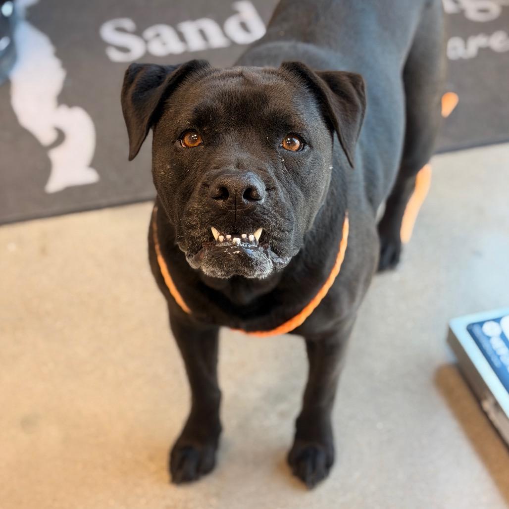 Mistiana, a Adoptable mixed breed in Sand Springs, OK image 1/2