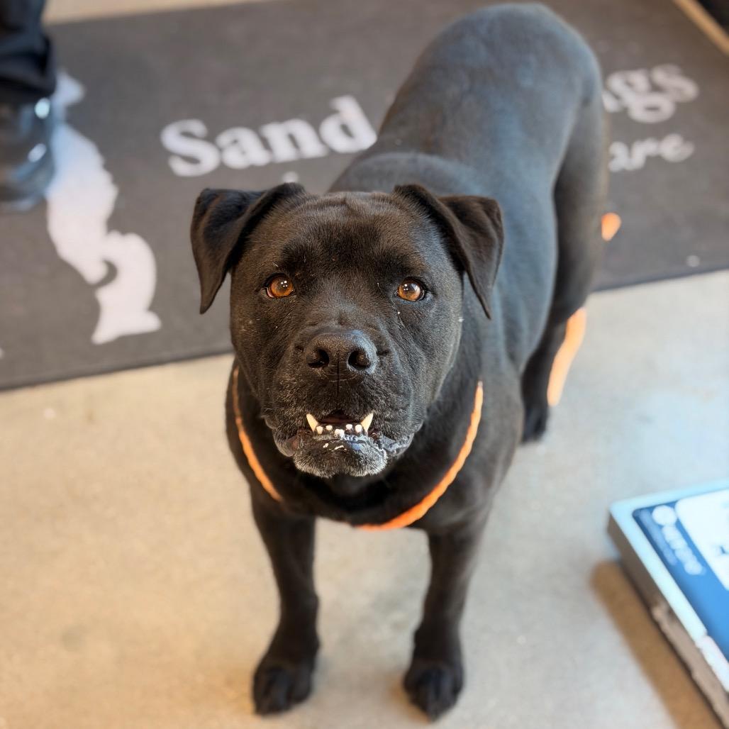 Mistiana, a Adoptable mixed breed in Sand Springs, OK image 2/2