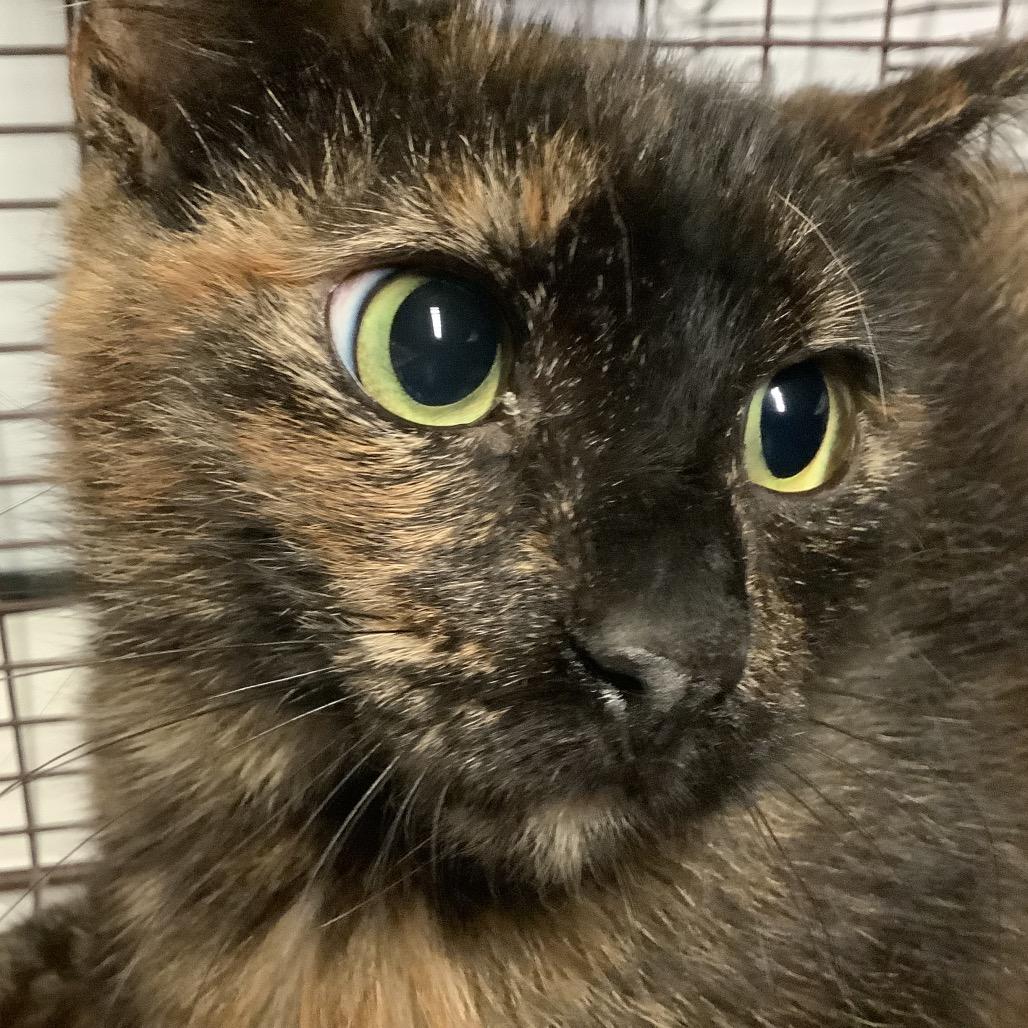 Enlarge Beverly*, a Adoptable Domestic Short Hair in San Gabriel, CA image 1/1