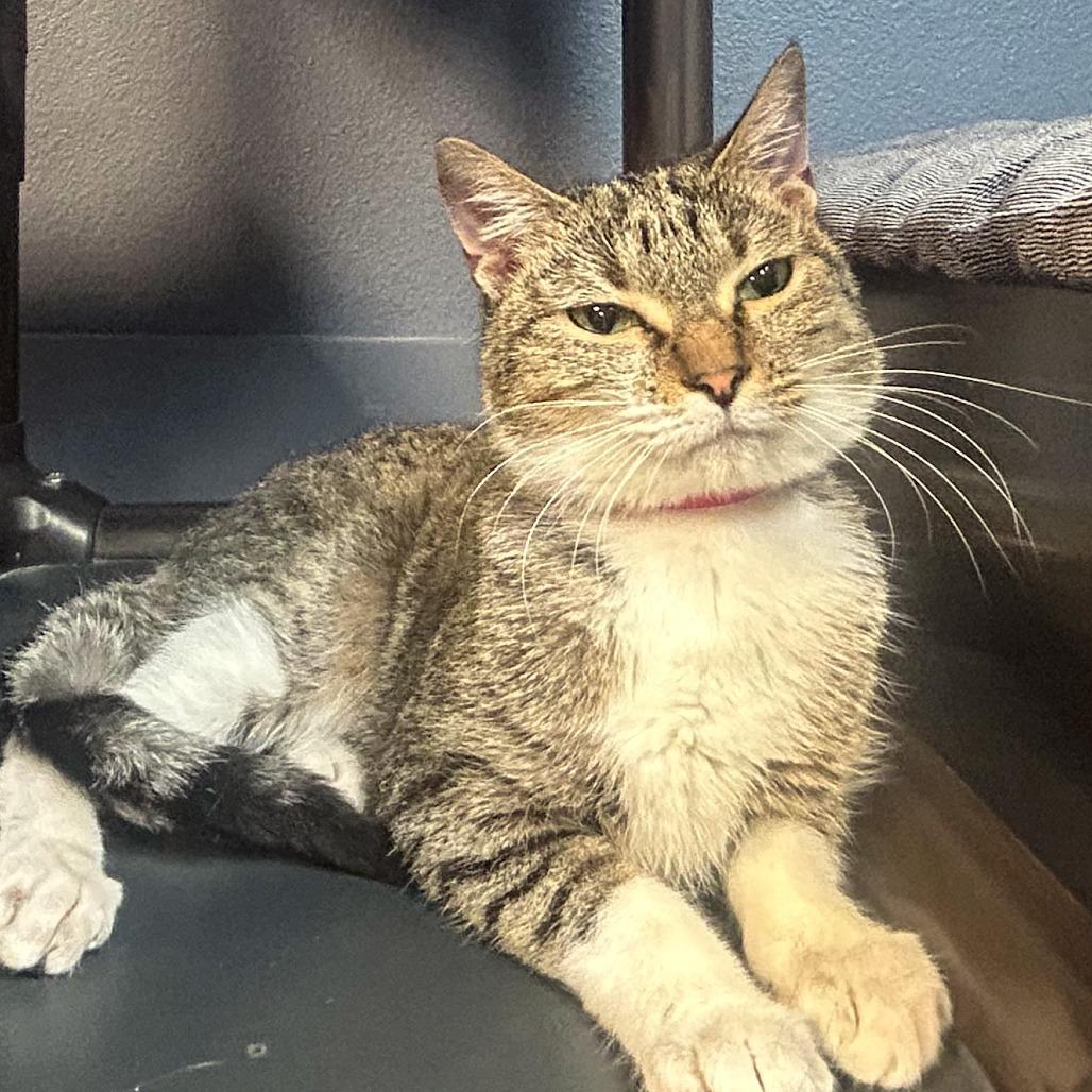 Rocket, a Adoptable Domestic Short Hair in Lakeland, FL image 1/2