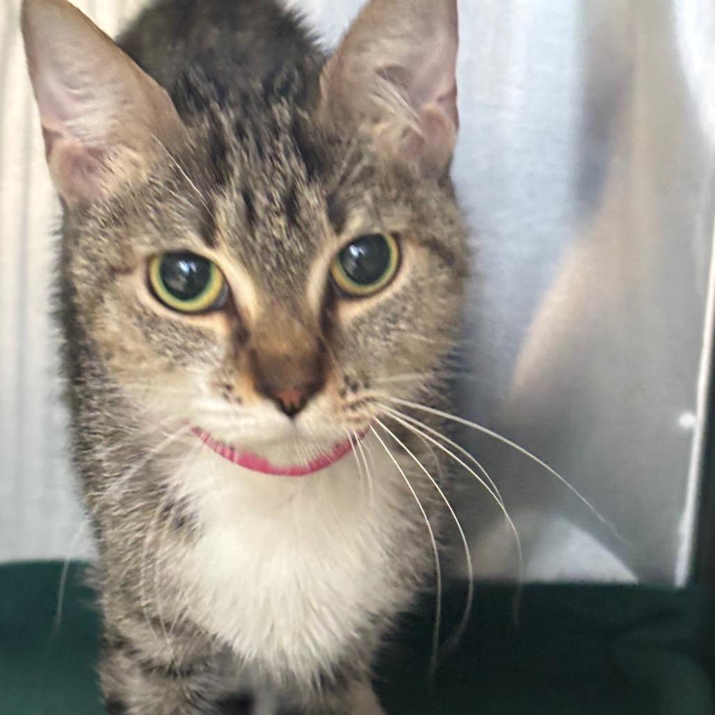 Rocket, a Adoptable Domestic Short Hair in Lakeland, FL image 2/2