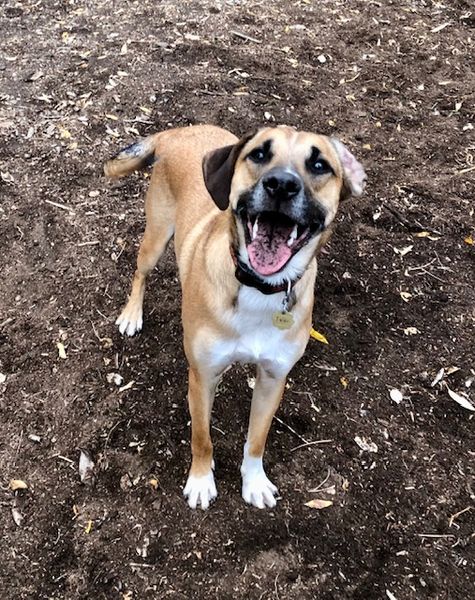 Ivan, adopted, Young Male Collie & Shepherd.