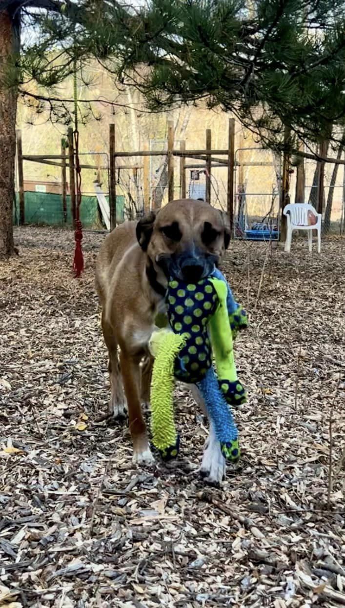 Ivan, an adopted mixed breed in Dumont, CO image 2/2