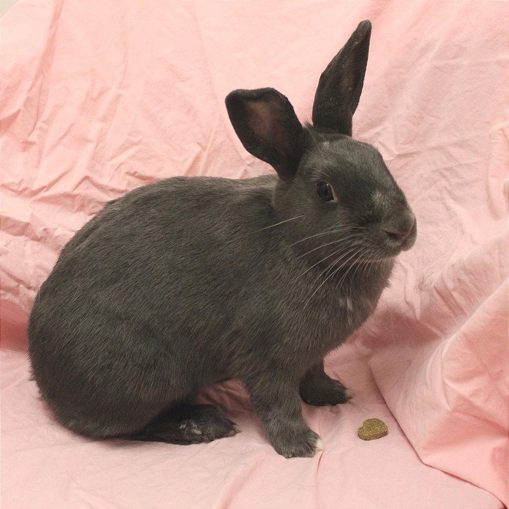 Fable, Adoptable, Young Female American.