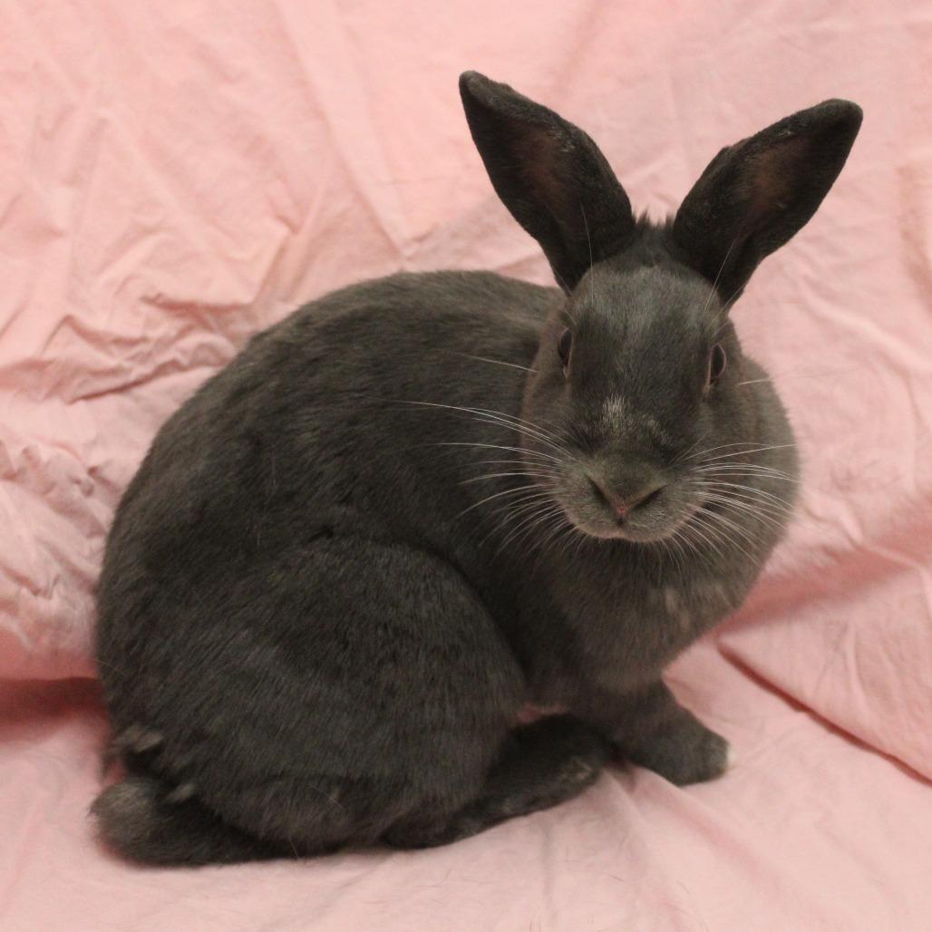 Fable, Adoptable, Young Female American.