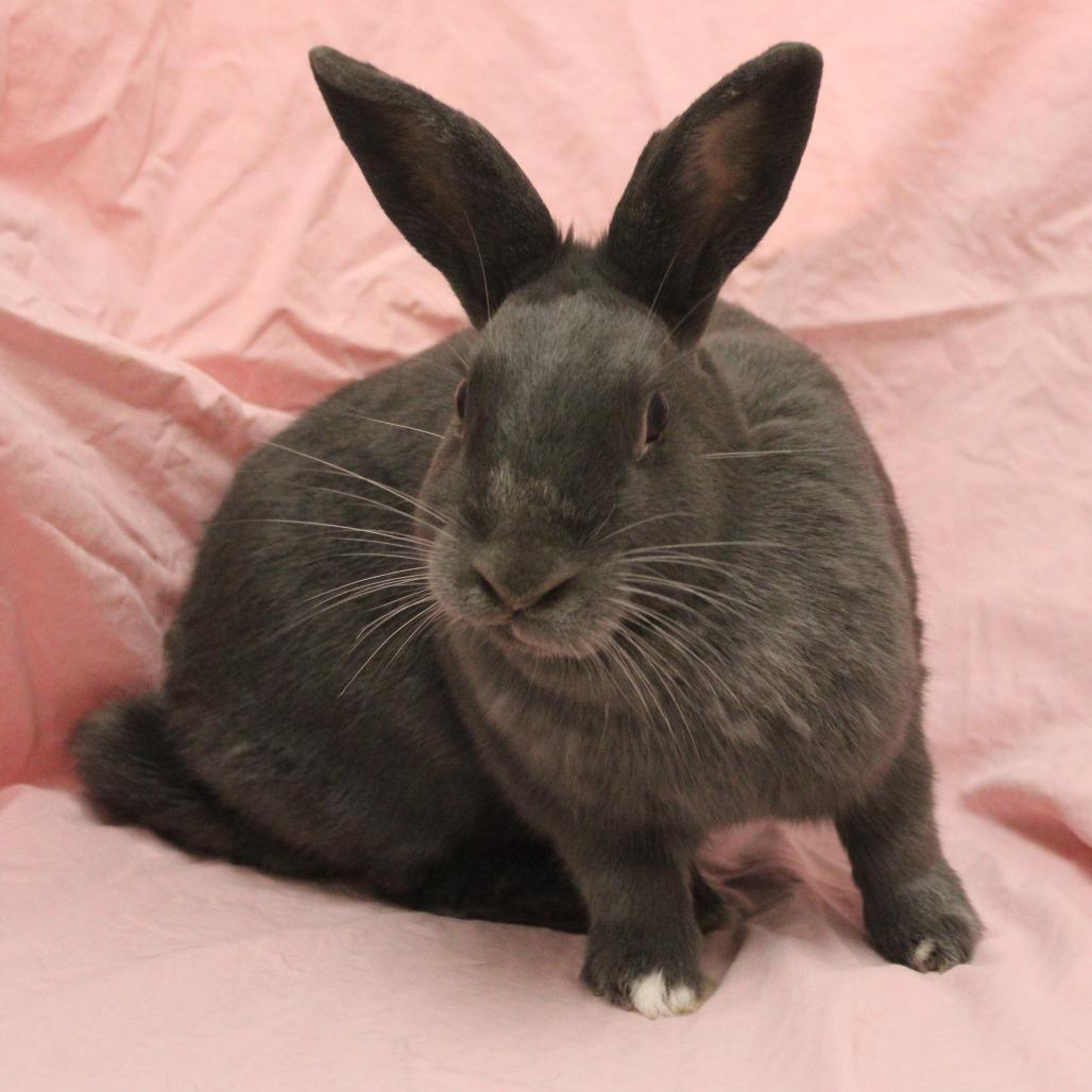 Enlarge Fable, a Adoptable American in Champaign, IL image 2/6
