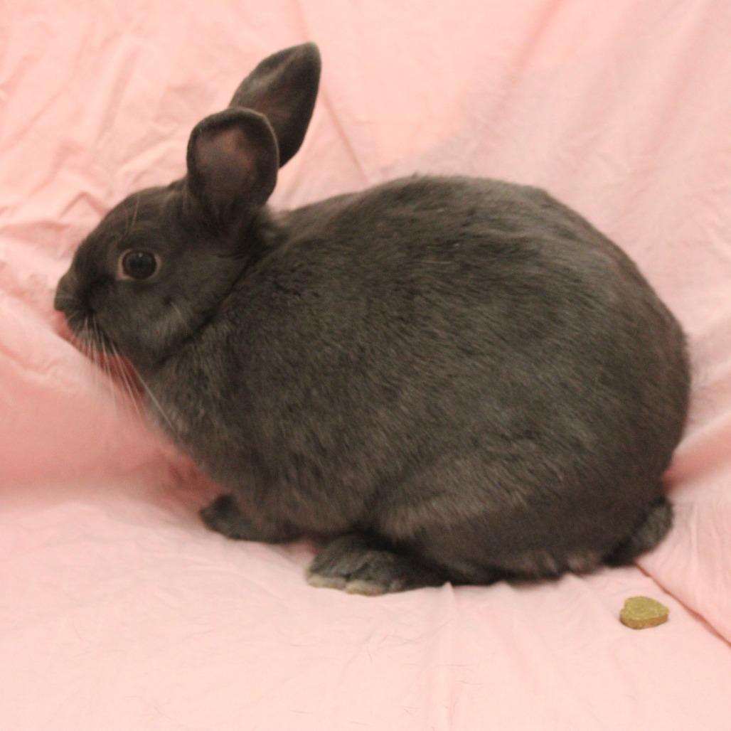 Enlarge Fable, a Adoptable American in Champaign, IL image 3/6