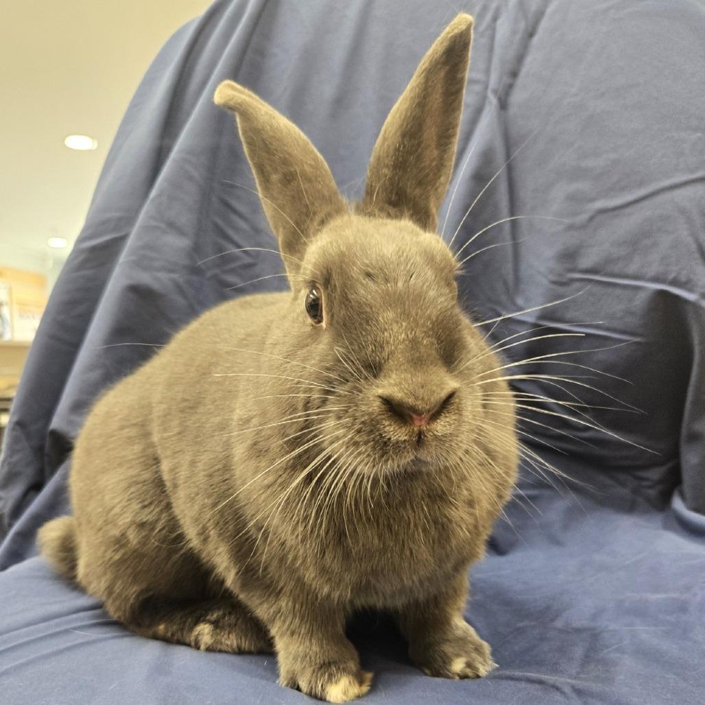 Enlarge Fable, a Adoptable American in Champaign, IL image 5/6