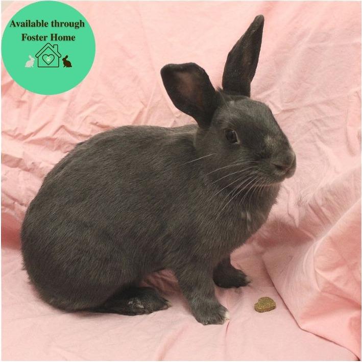 Fable, a Adoptable American in Champaign, IL image 5/6