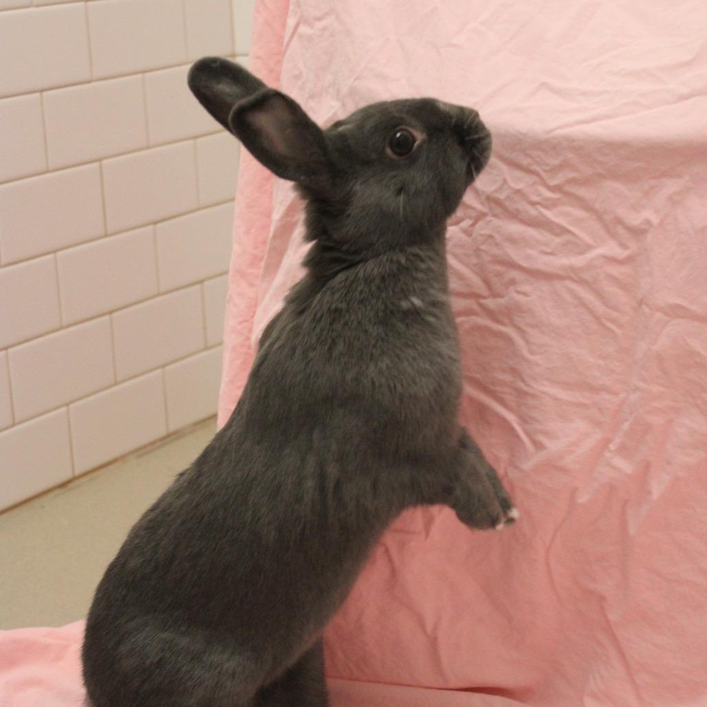 Enlarge Fable, a Adoptable American in Champaign, IL image 4/6