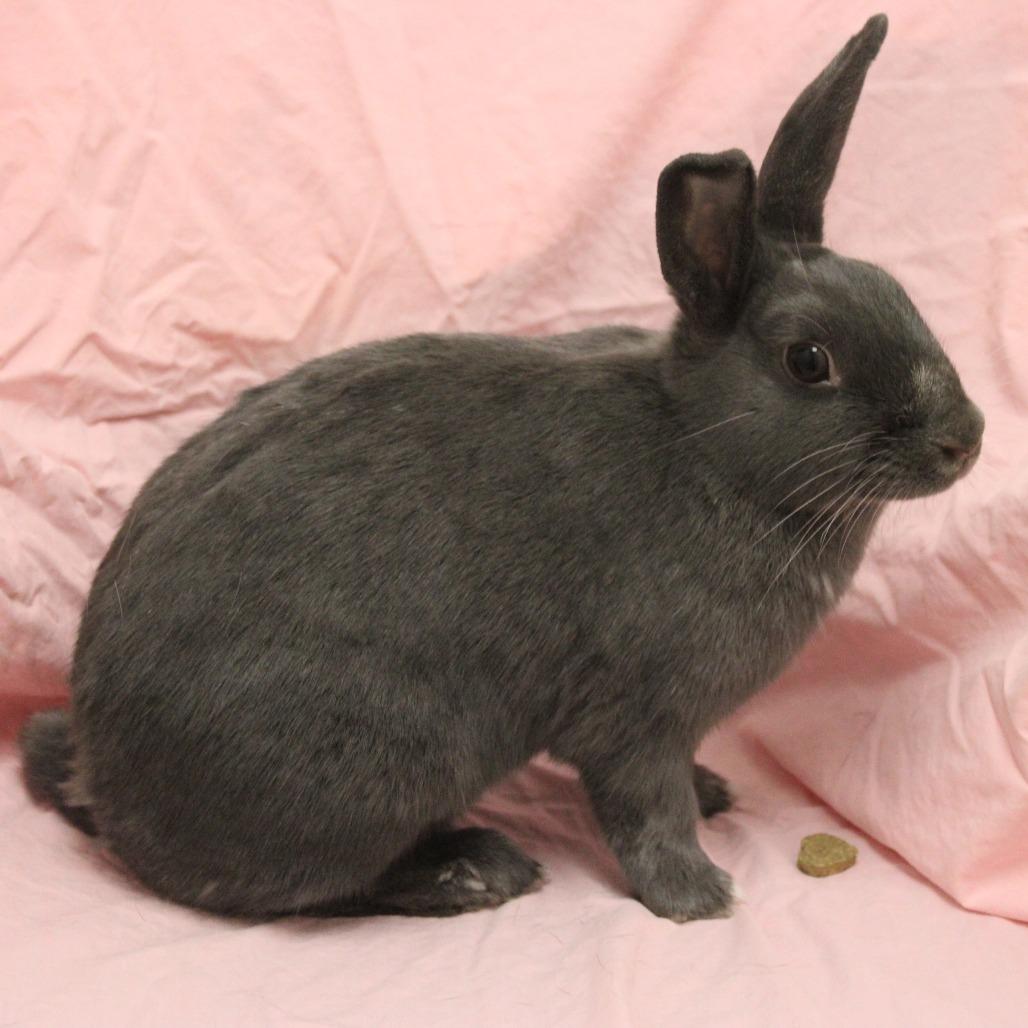 Enlarge Fable, a Adoptable American in Champaign, IL image 5/6
