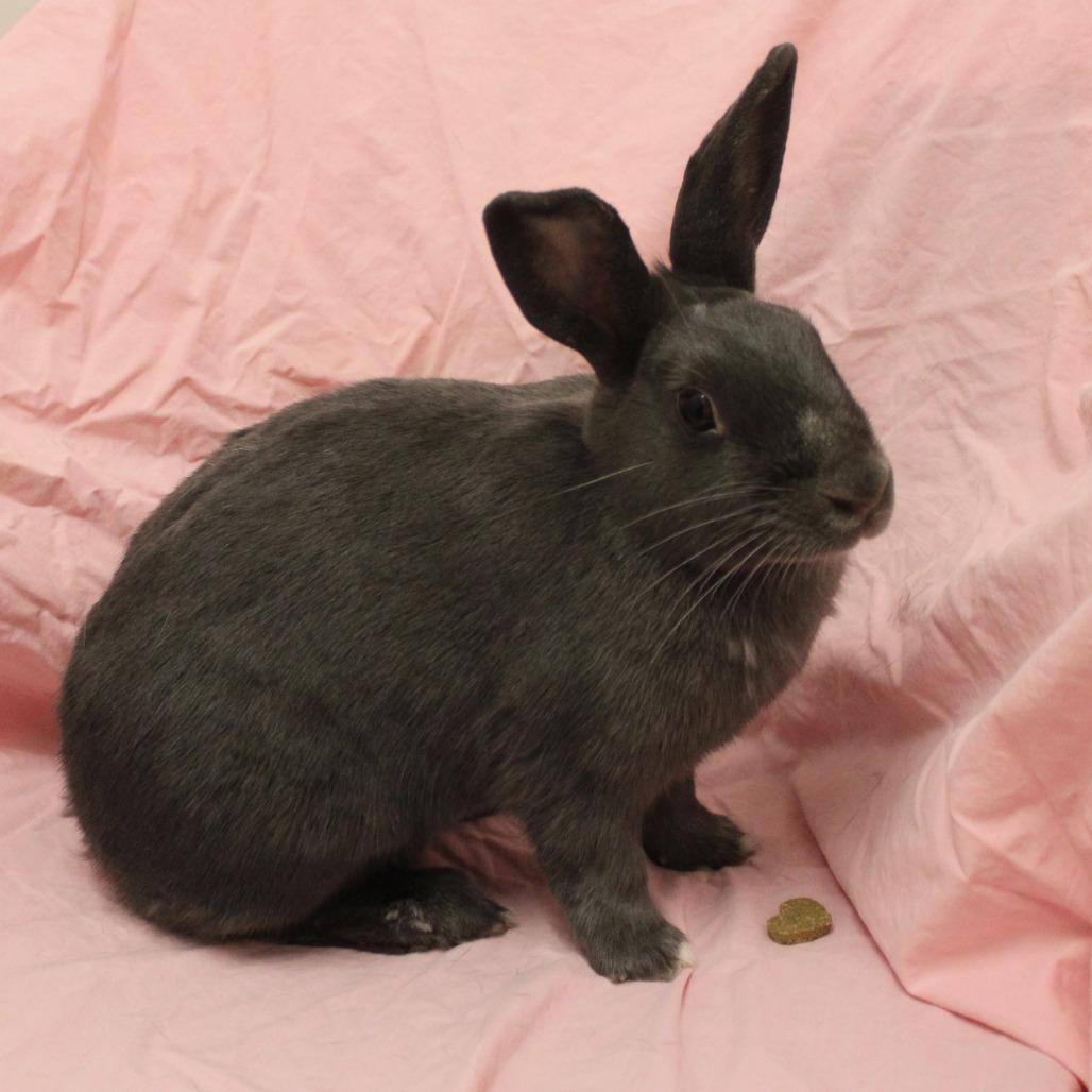 Enlarge Fable, a Adoptable American in Champaign, IL image 6/6