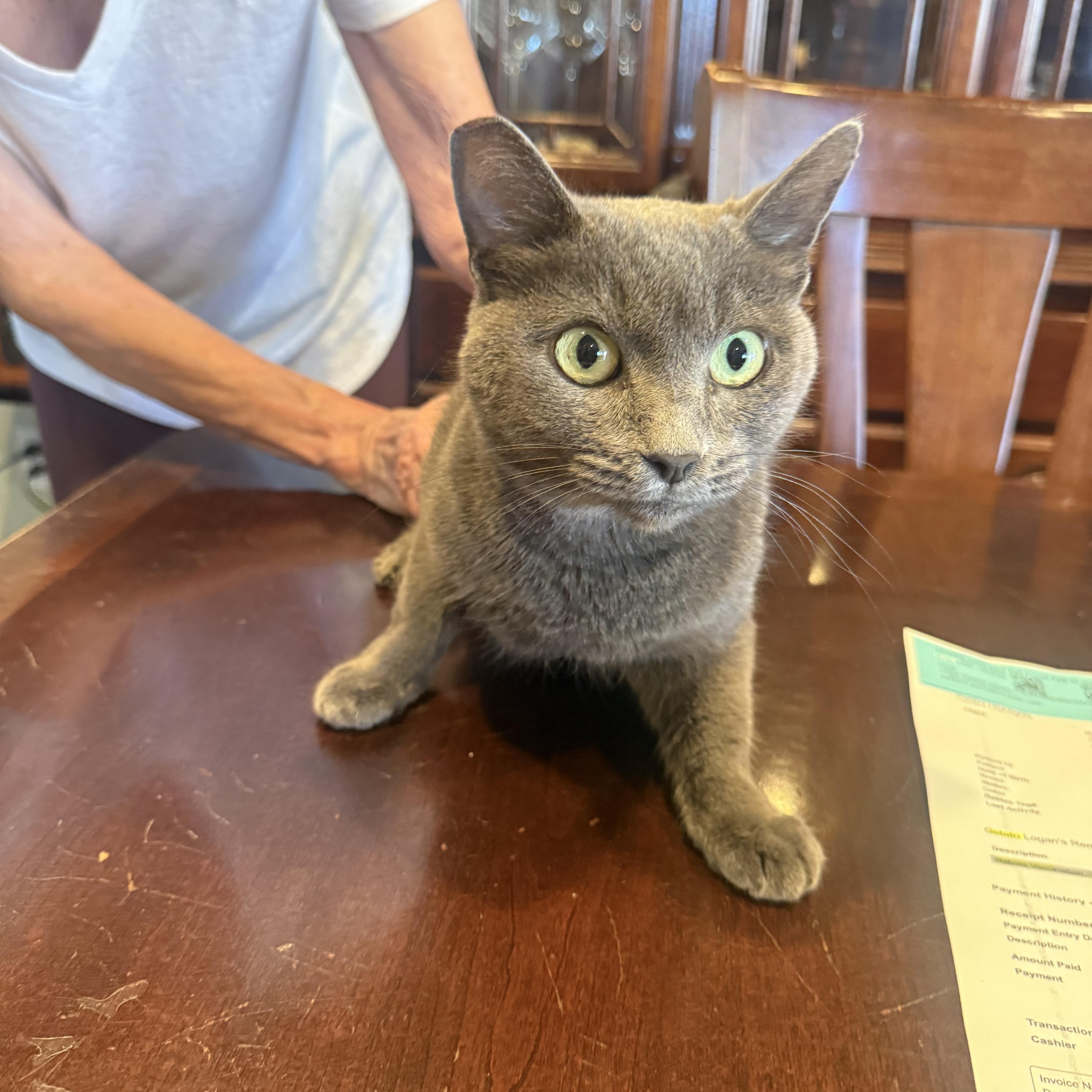 Gelato, Adoptable, Adult Female Russian Blue.