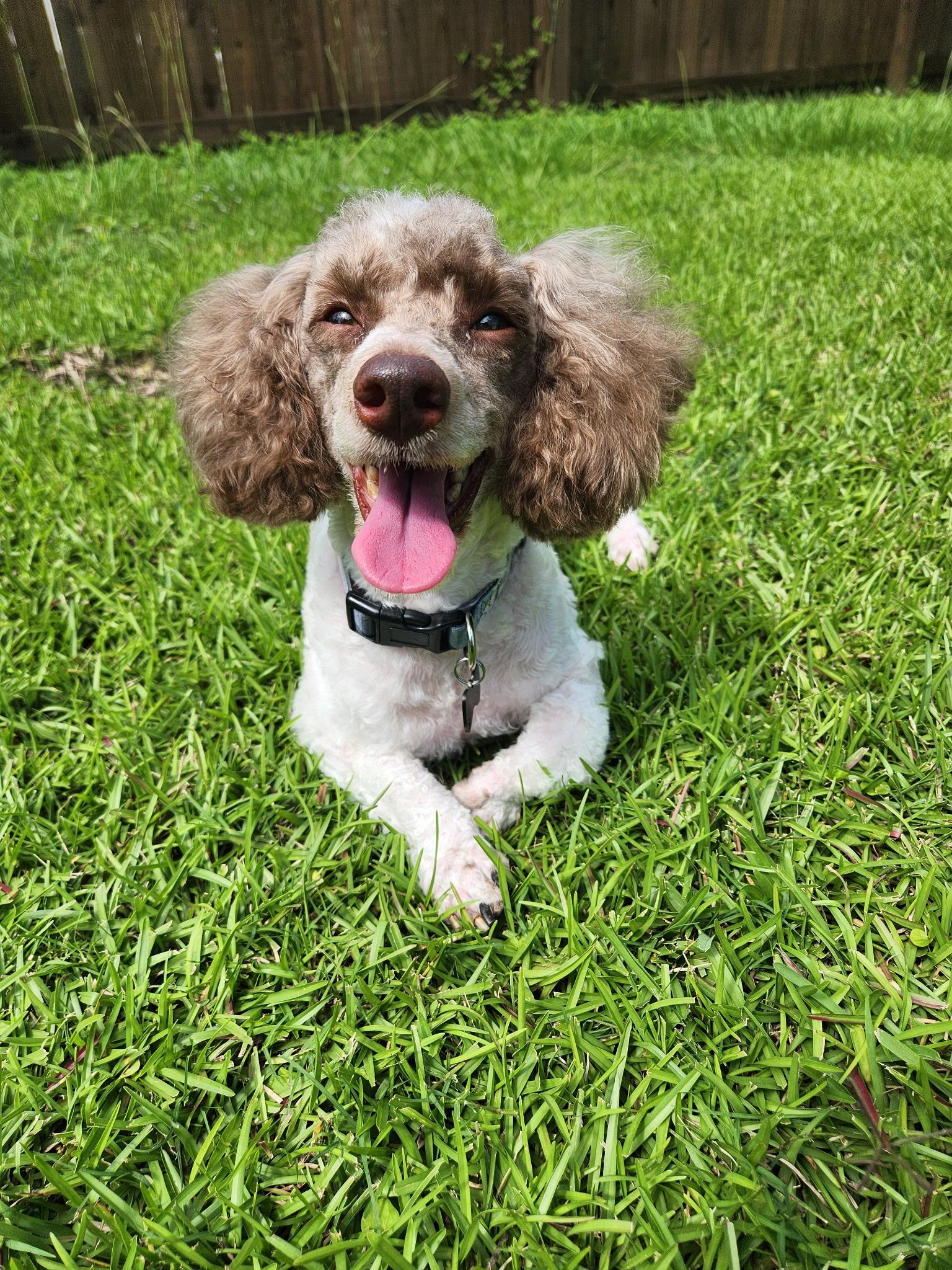 Stevie, a Adoptable Miniature Poodle in Baton Rouge, LA image 2/5
