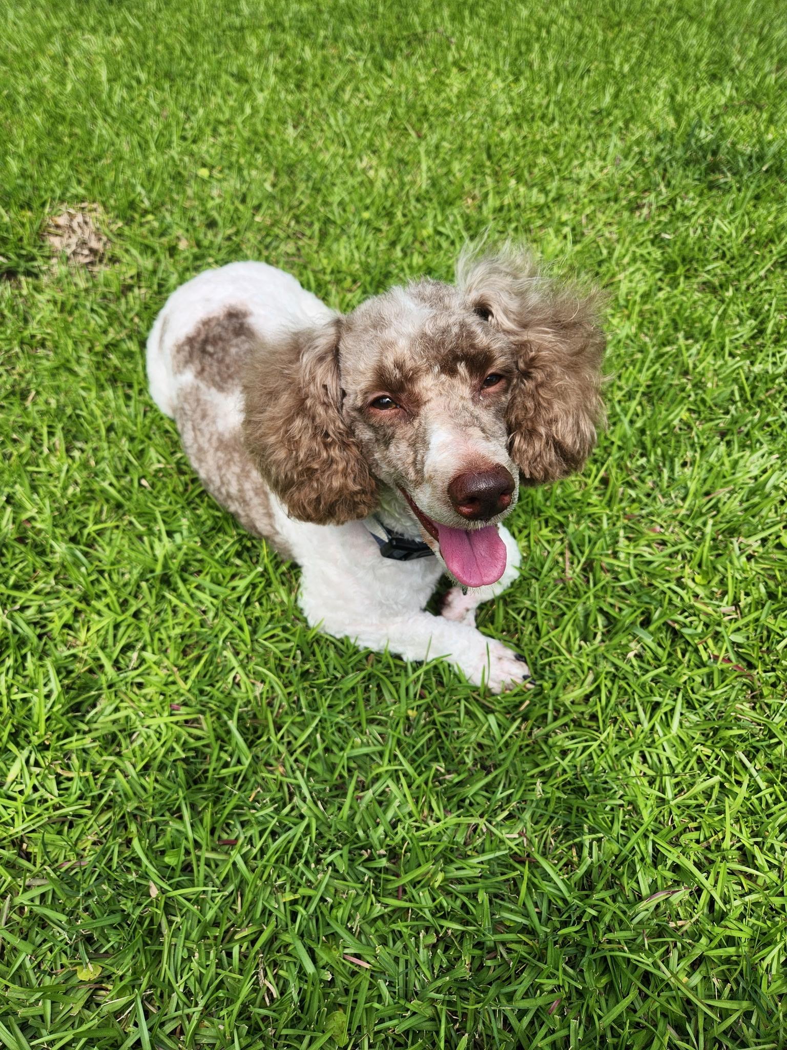 Stevie, a Adoptable Miniature Poodle in Baton Rouge, LA image 3/5