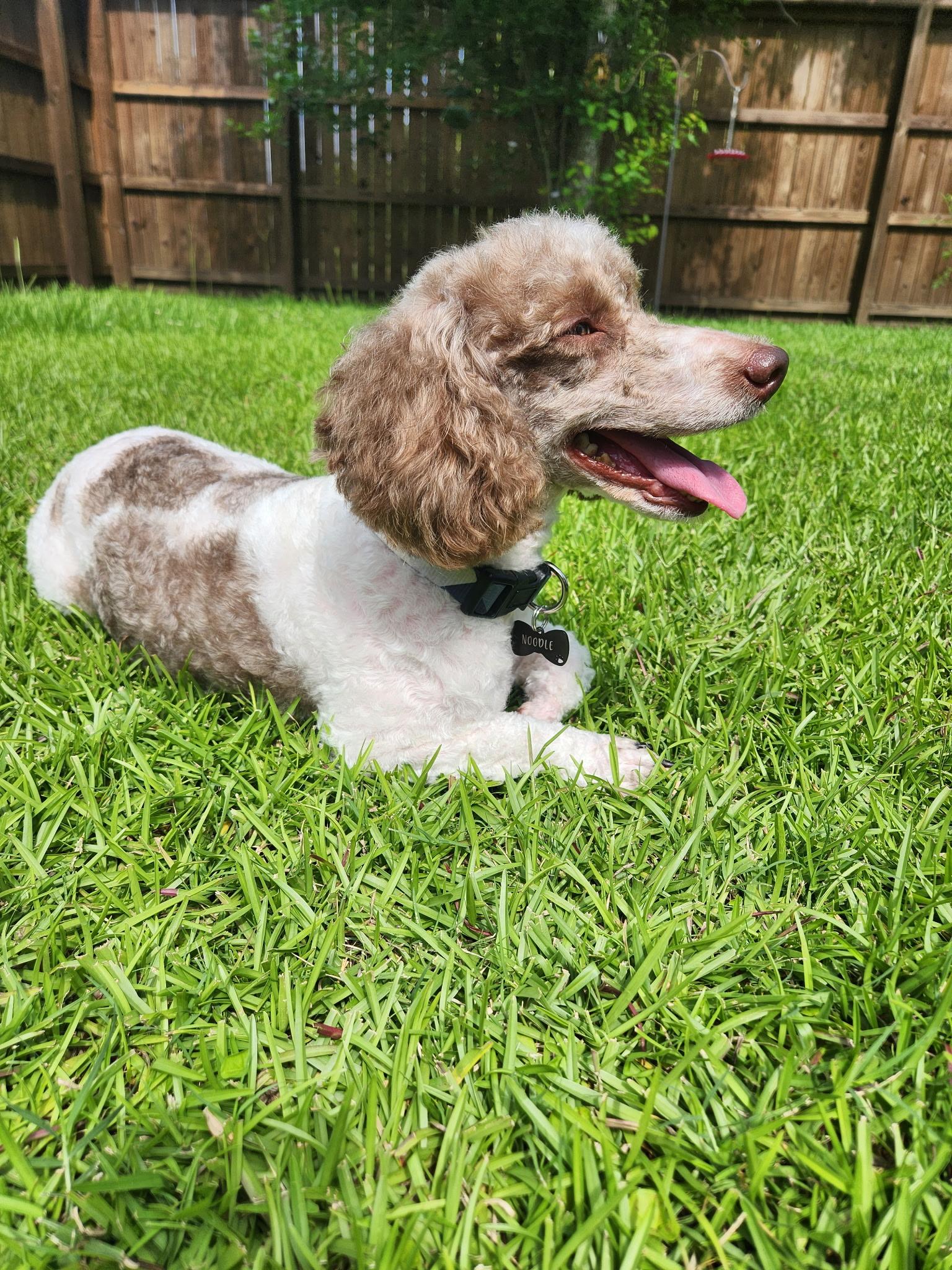 Stevie, a Adoptable Miniature Poodle in Baton Rouge, LA image 4/5