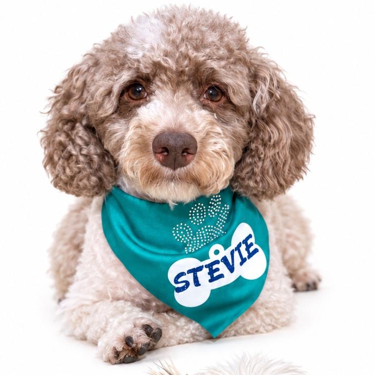 Stevie, a Adoptable Miniature Poodle in Baton Rouge, LA image 1/5