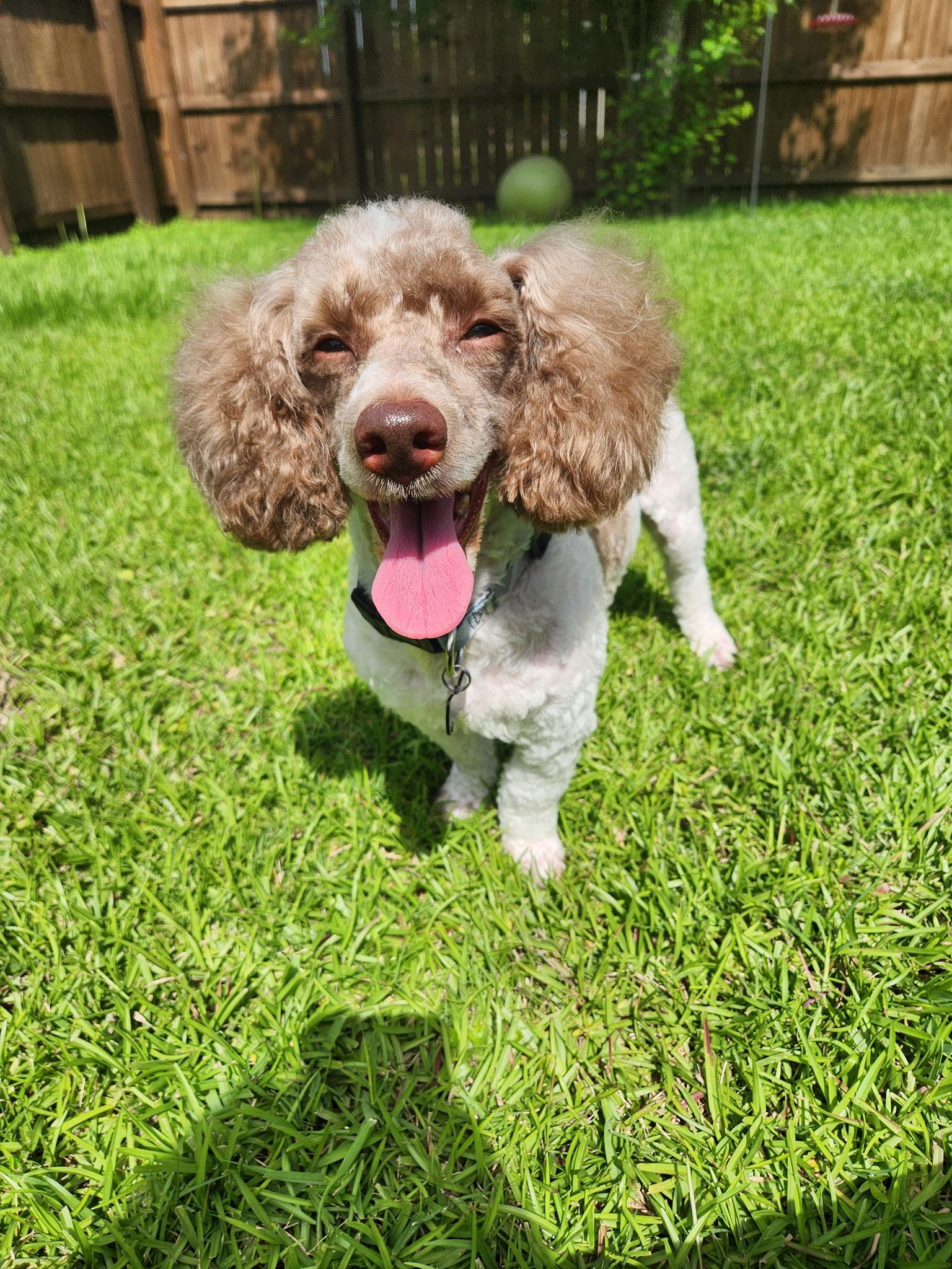Stevie, a Adoptable Miniature Poodle in Baton Rouge, LA image 5/5
