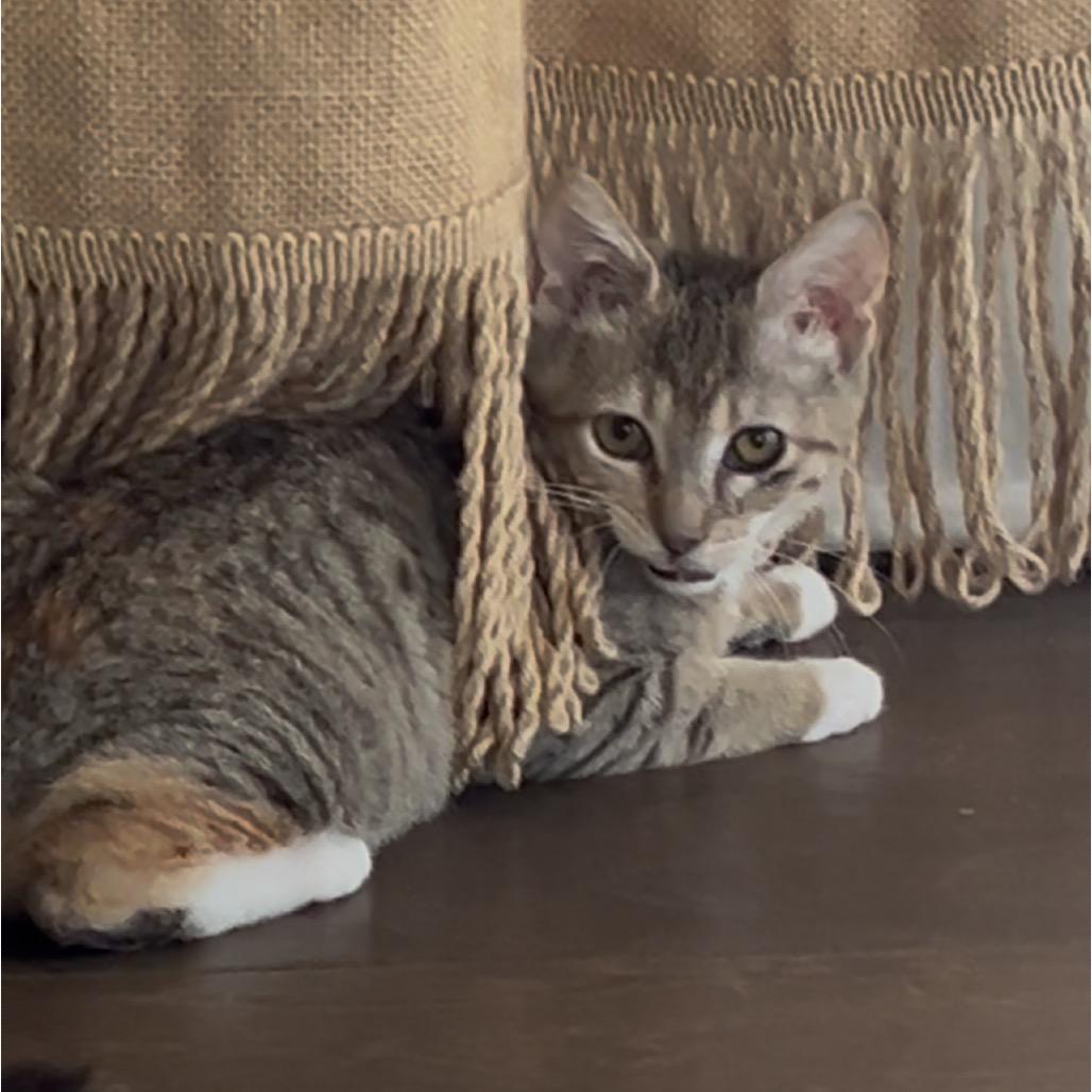 Enlarge Telli, a ADOPTABLE mixed breed in La Grange, KY image 1/3