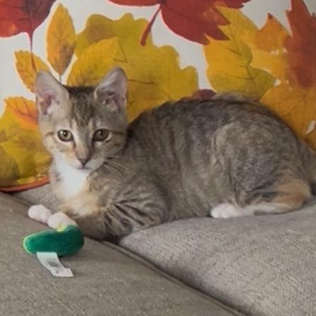 Enlarge Telli, a ADOPTABLE mixed breed in La Grange, KY image 3/3