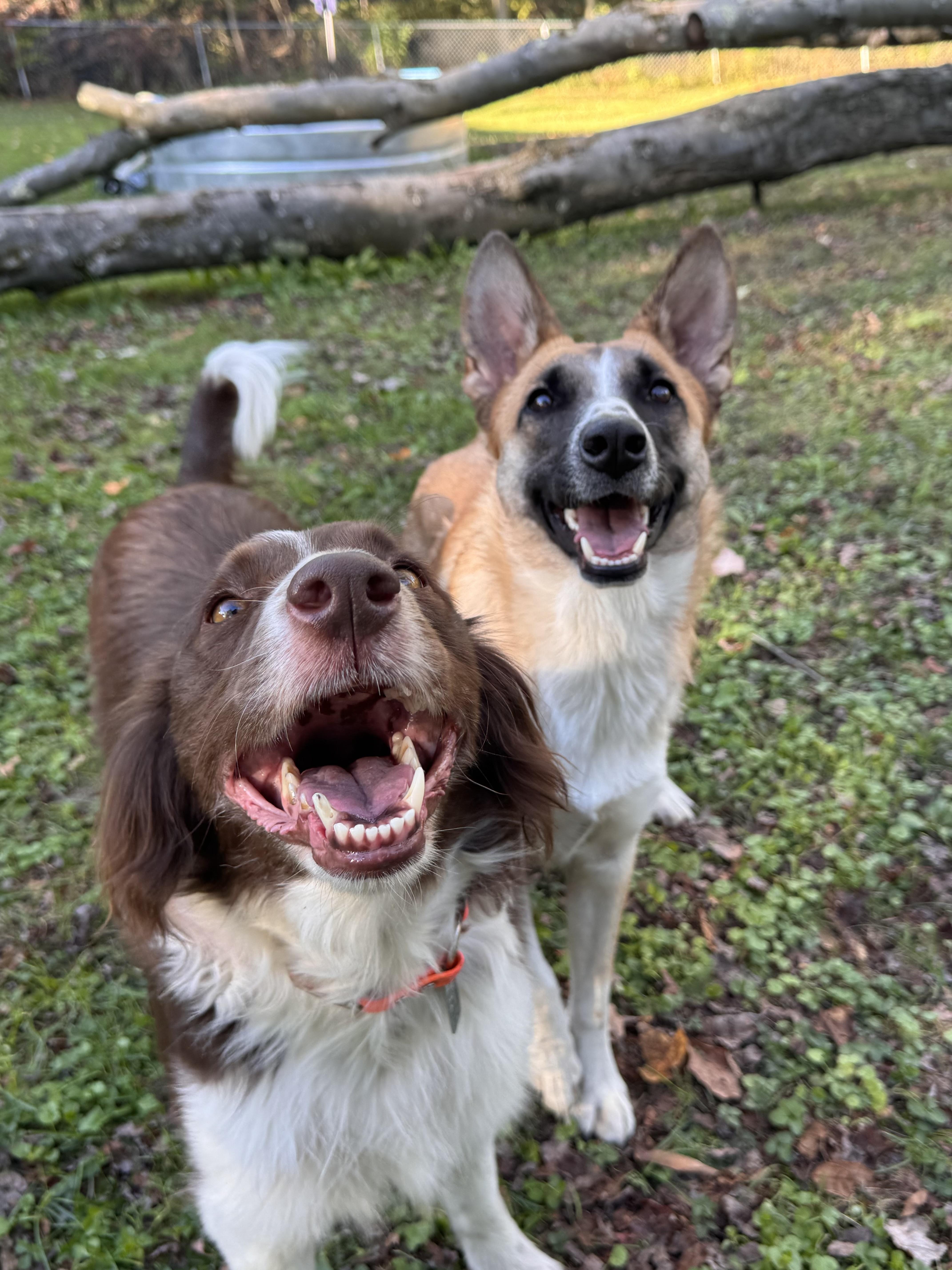 Enlarge Lassie, a Adopted mixed breed in Hermitage, PA image 3/5