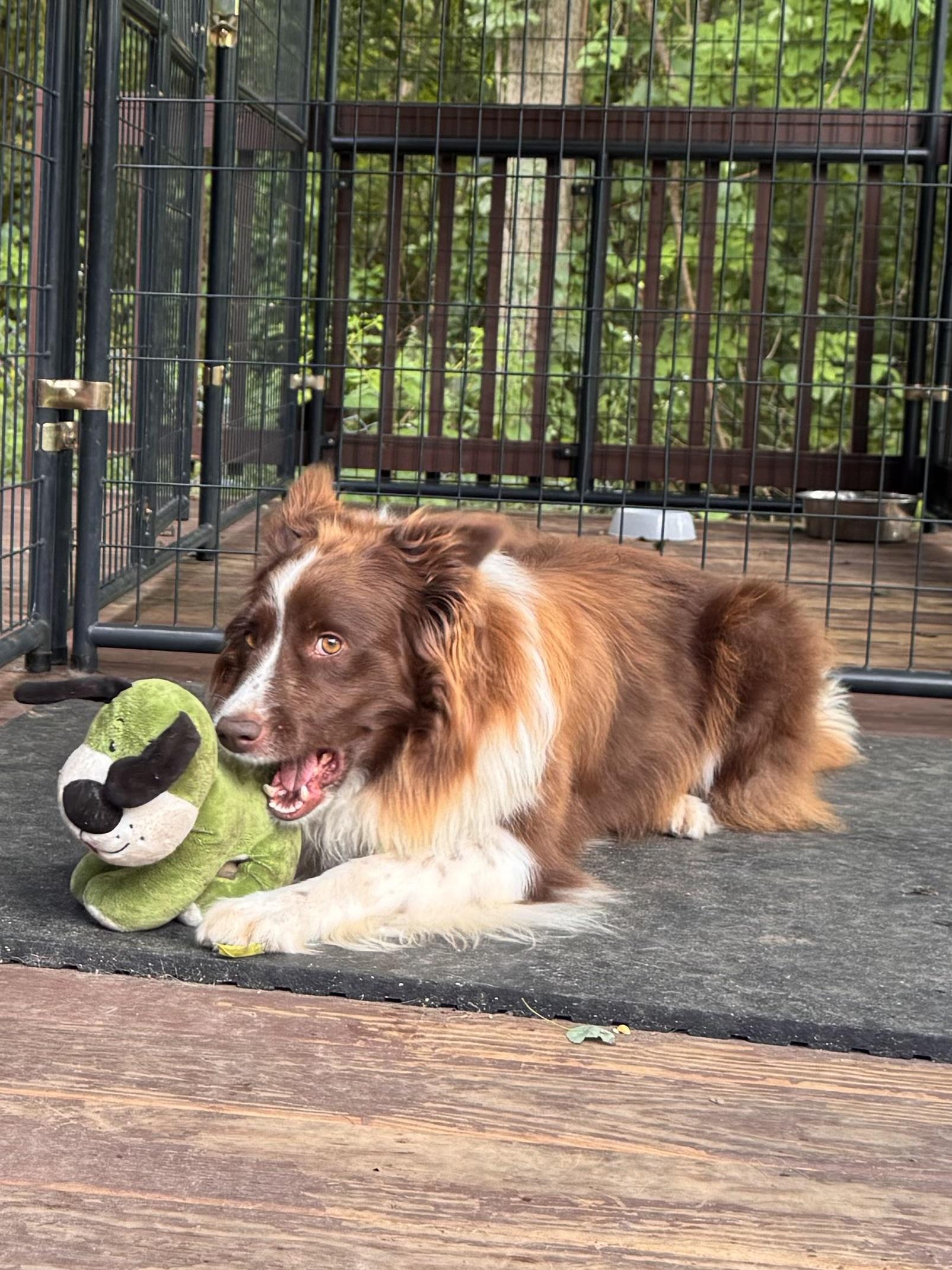 Lassie, Adopted, Adult Female Border Collie & Australian Shepherd.