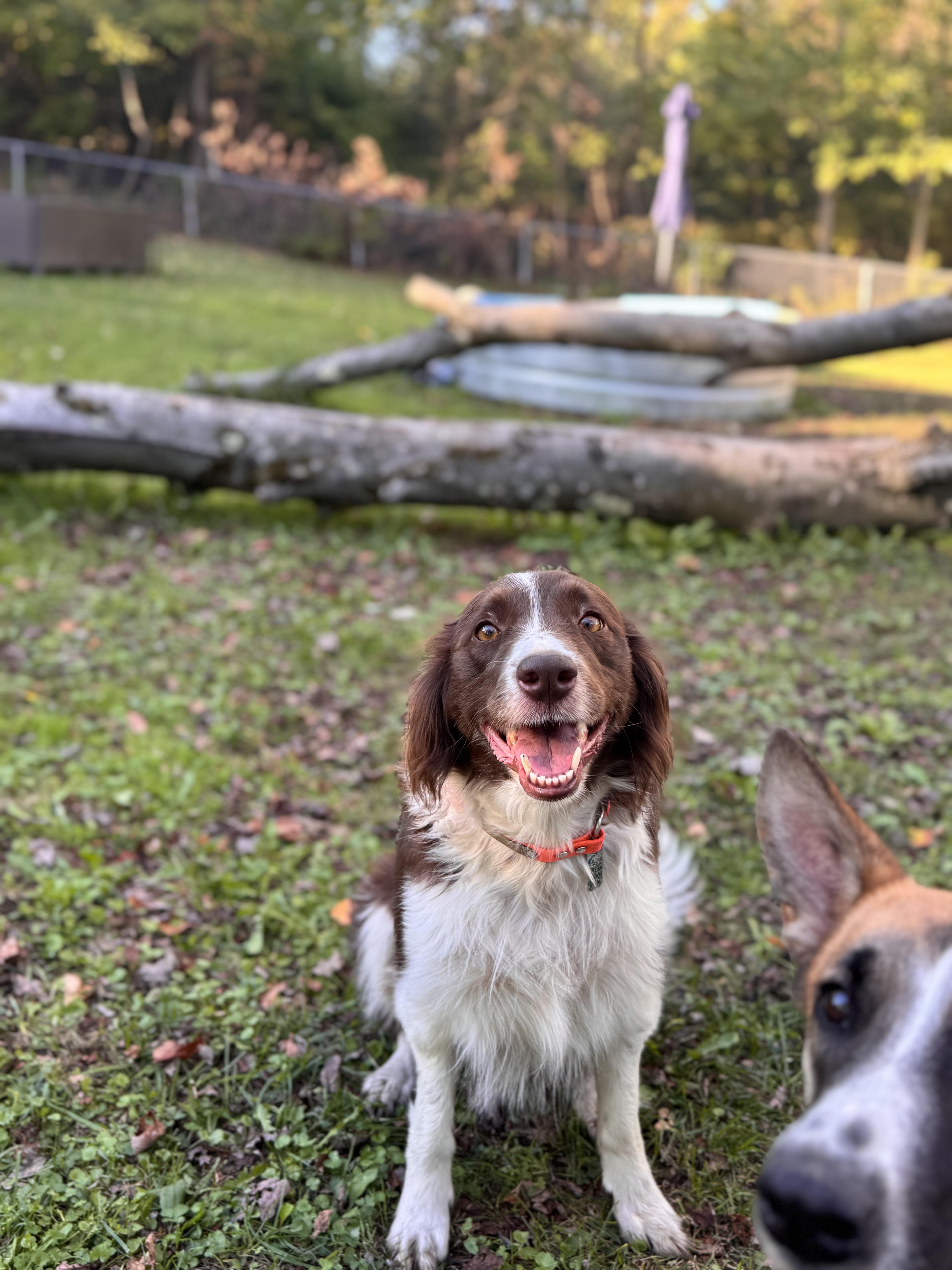 Enlarge Lassie, a Adopted mixed breed in Hermitage, PA image 1/5