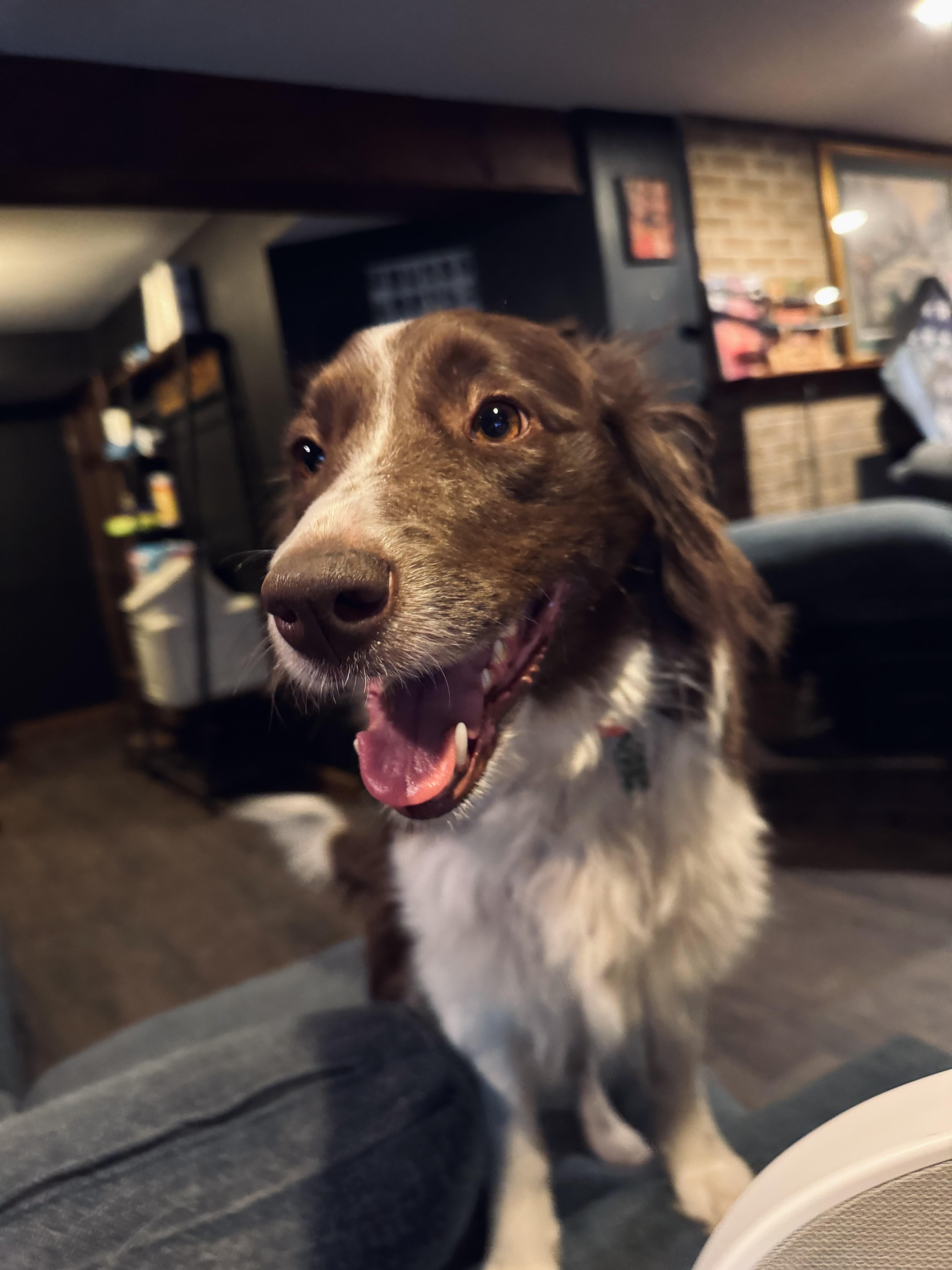 Enlarge Lassie, a Adopted mixed breed in Hermitage, PA image 5/5